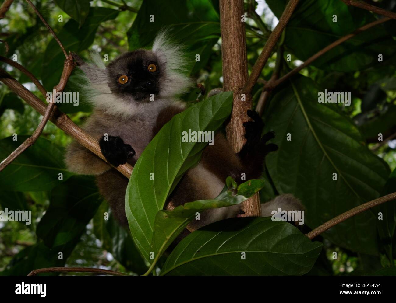 Indischer Ozean, Madagaskar, Nosy Tanikely, Weibliche Schwarze Lemur Stockfoto