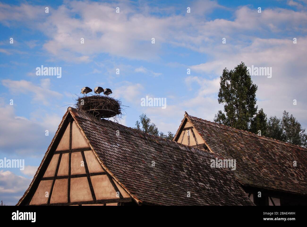 Störche in ihrem Nest auf einem alten traditionellen Dach im Ökomuseum des Elsaß, Stockfoto