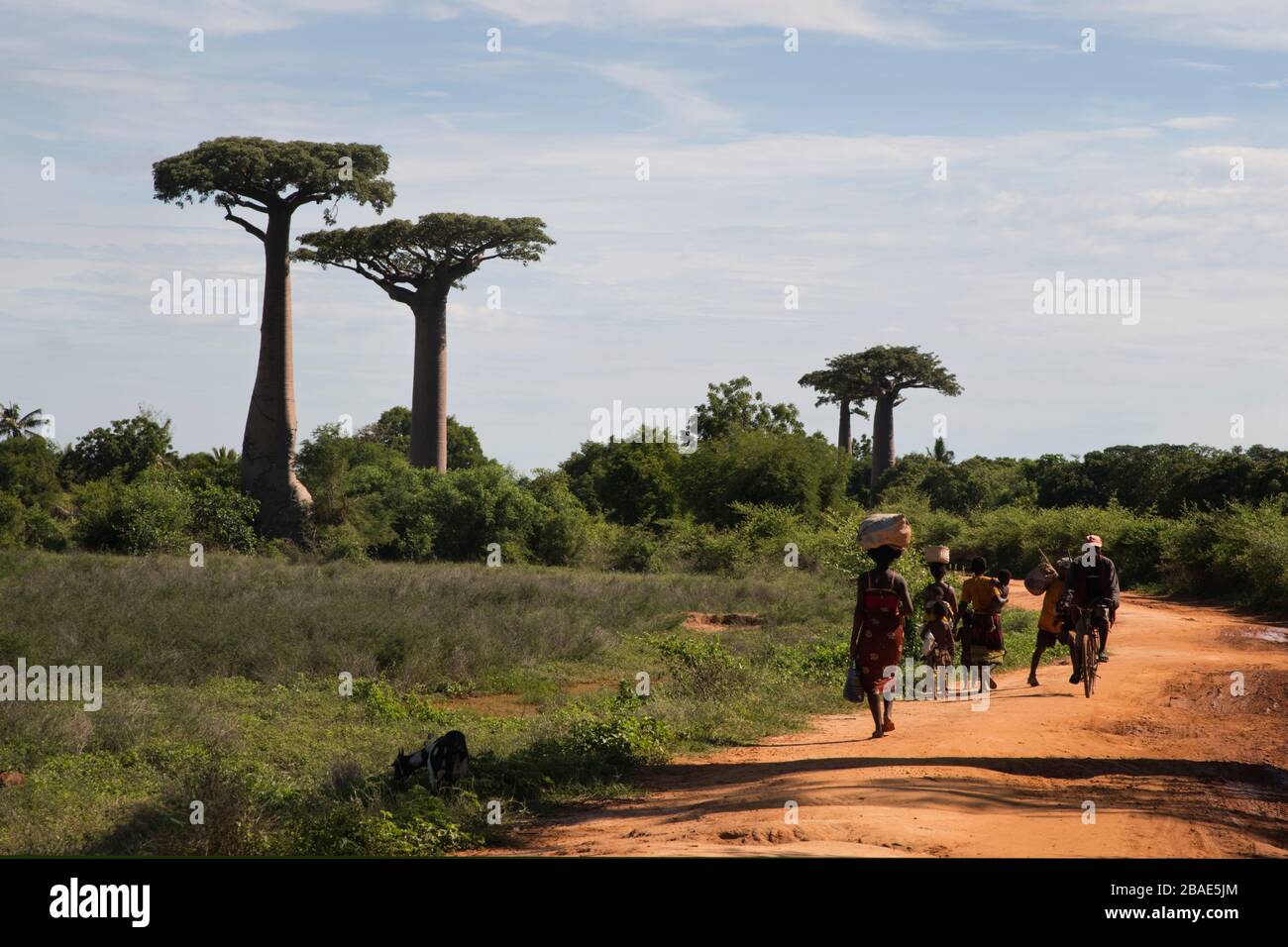Indischer Ozean, Madagaskar, Morondava, Allee der Baobab-Bäume (Avenue des Baobabs) Stockfoto
