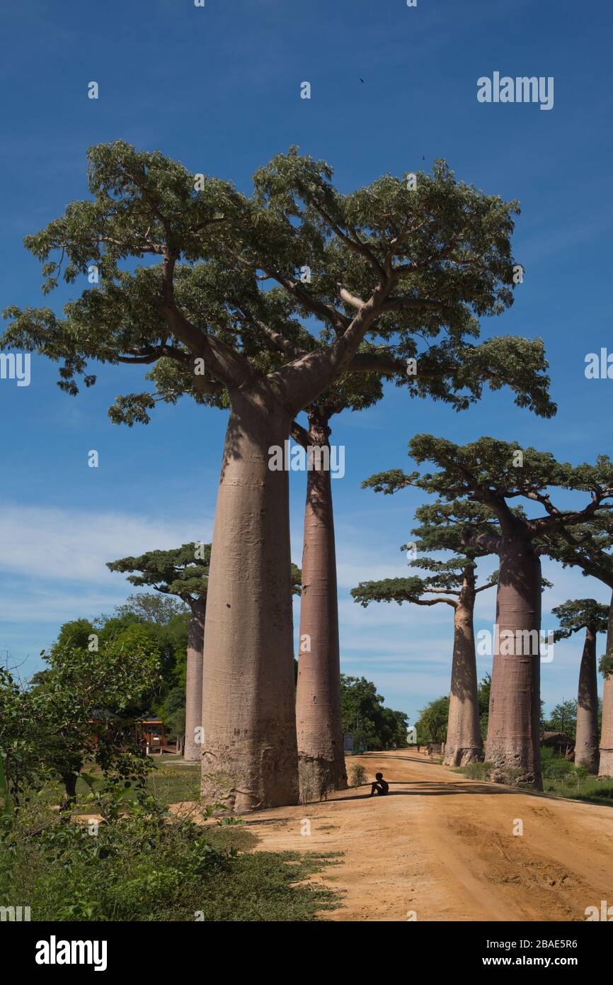 Indischer Ozean, Madagaskar, Morondava, Allee der Baobab-Bäume (Avenue des Baobabs) Stockfoto
