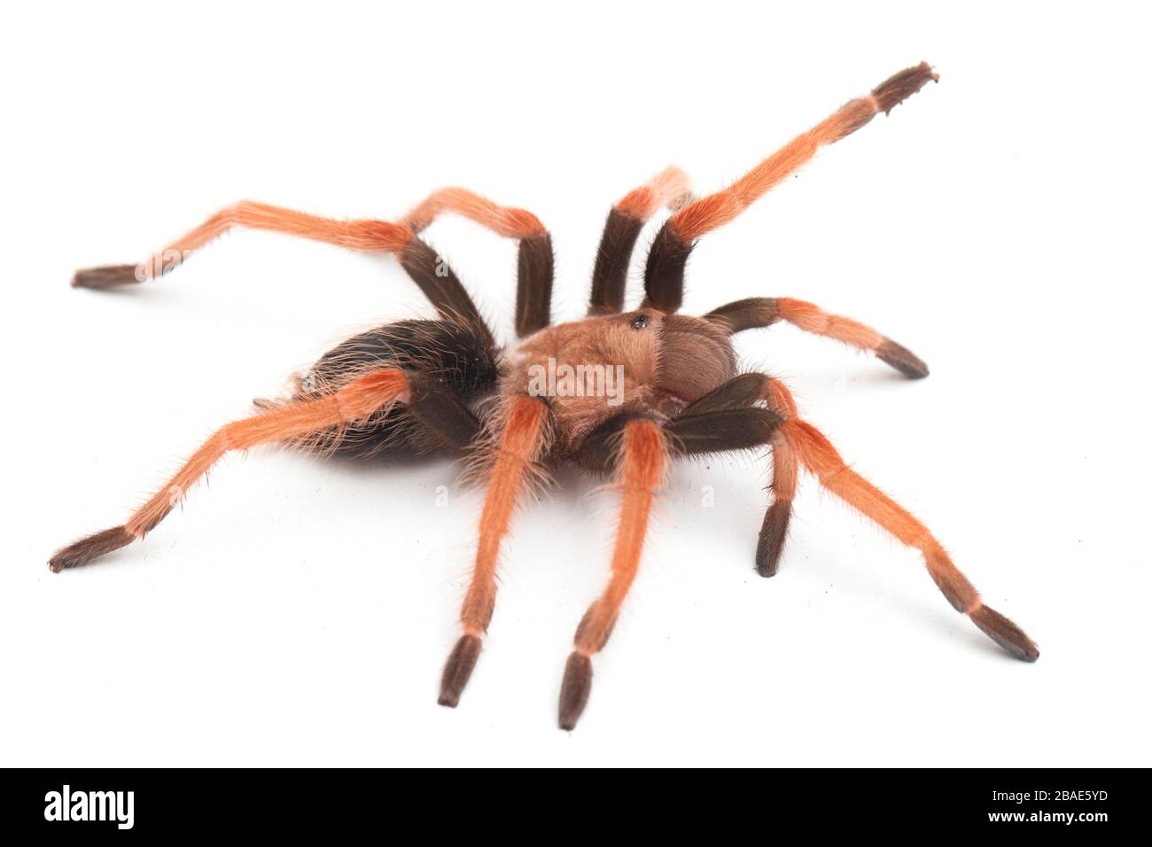 Mexikanische Fireleg Tarantula (Brachypelma boehmei) isoliert auf weißem Hintergrund Stockfoto