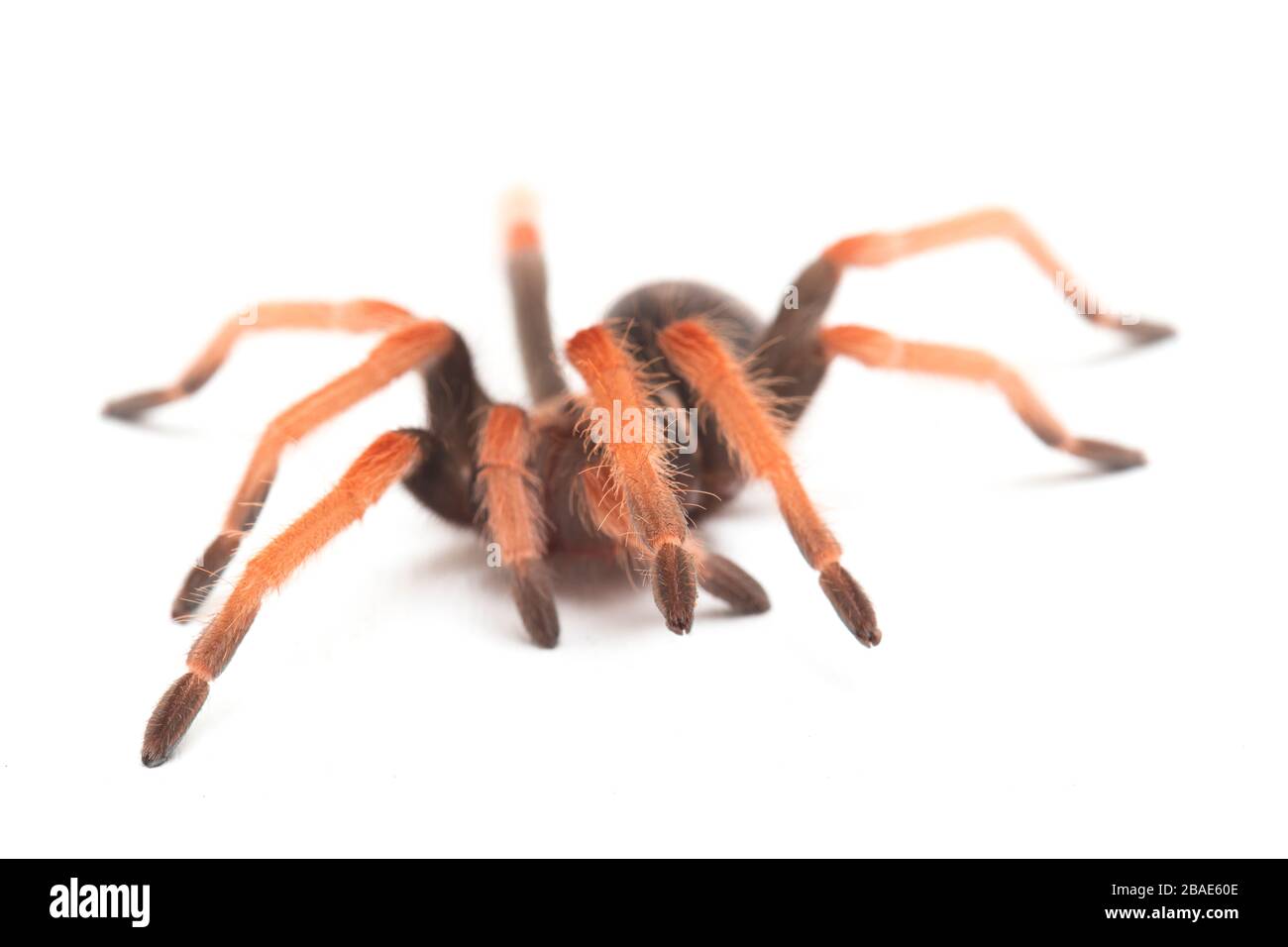 Mexikanische Fireleg Tarantula (Brachypelma boehmei) isoliert auf weißem Hintergrund Stockfoto