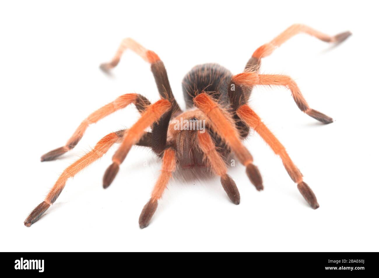 Mexikanische Fireleg Tarantula (Brachypelma boehmei) isoliert auf weißem Hintergrund Stockfoto