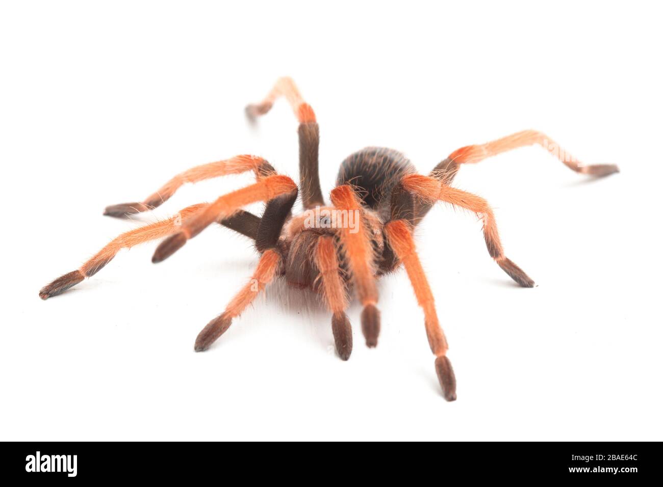 Mexikanische Fireleg Tarantula (Brachypelma boehmei) isoliert auf weißem Hintergrund Stockfoto