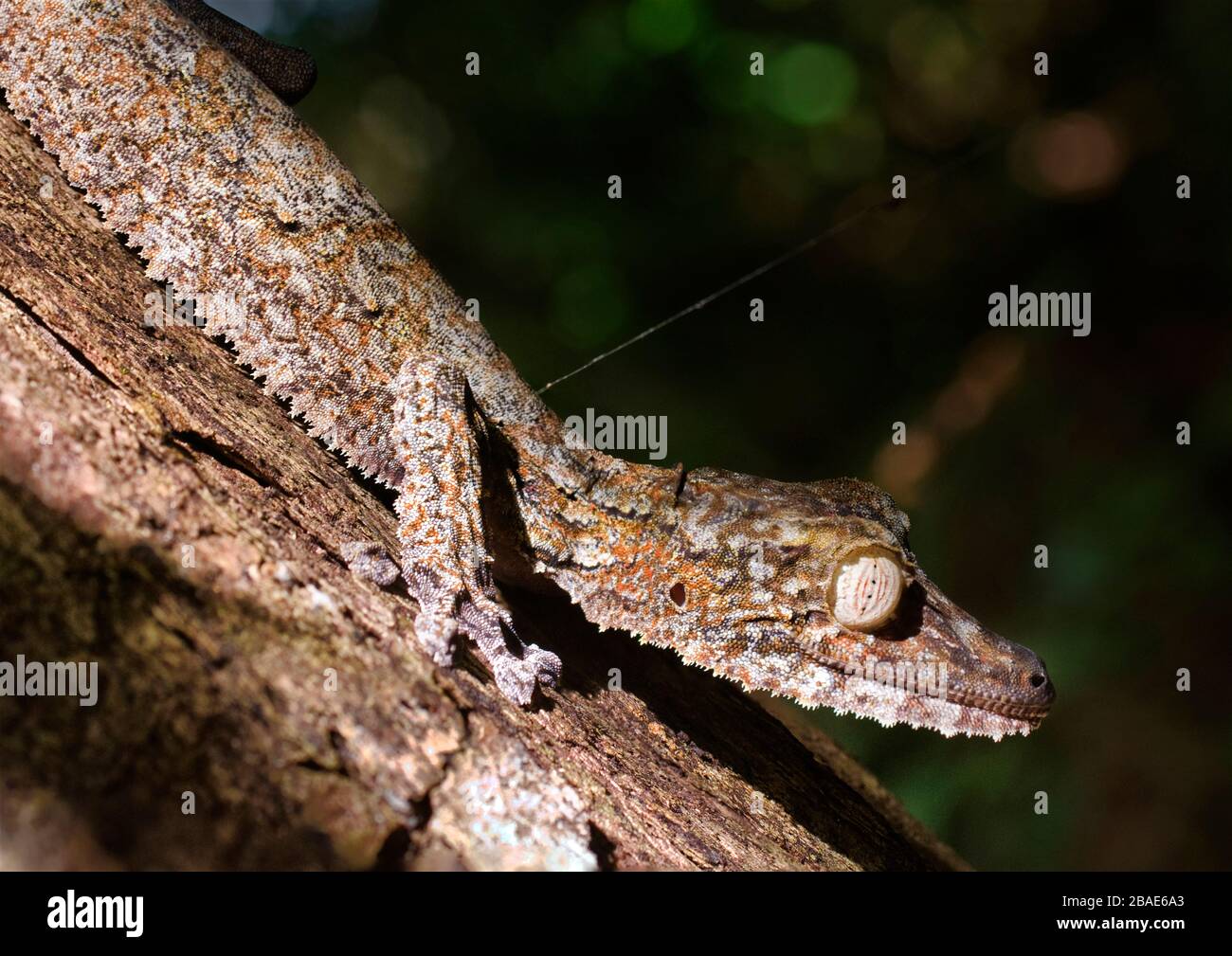 Indischer Ozean, Madagaskar, Nosy Mangabe, Gecko mit Blattwespen, Uroplatus fimbriatus Stockfoto