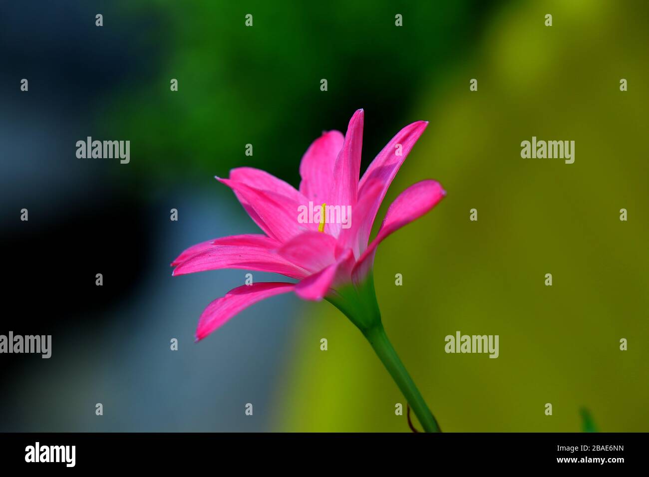 Eine schöne pinkfarbene indische Regenlilienblume mit Regentropfen und natürlichen und Hintergrundunschärfe. Botanischer Name Zephyranthes Familie, Regenlilie Stockfoto