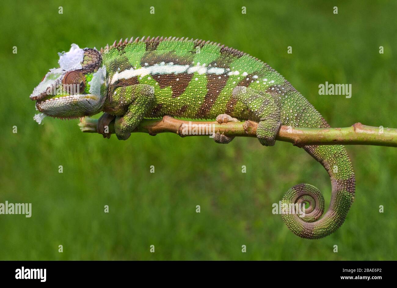 Indischer Ozean, Madagaskar, Antsiranana (Diego Suarez), Amber Mountain National Park, Panther Chameleon schüttelte seine Haut Stockfoto