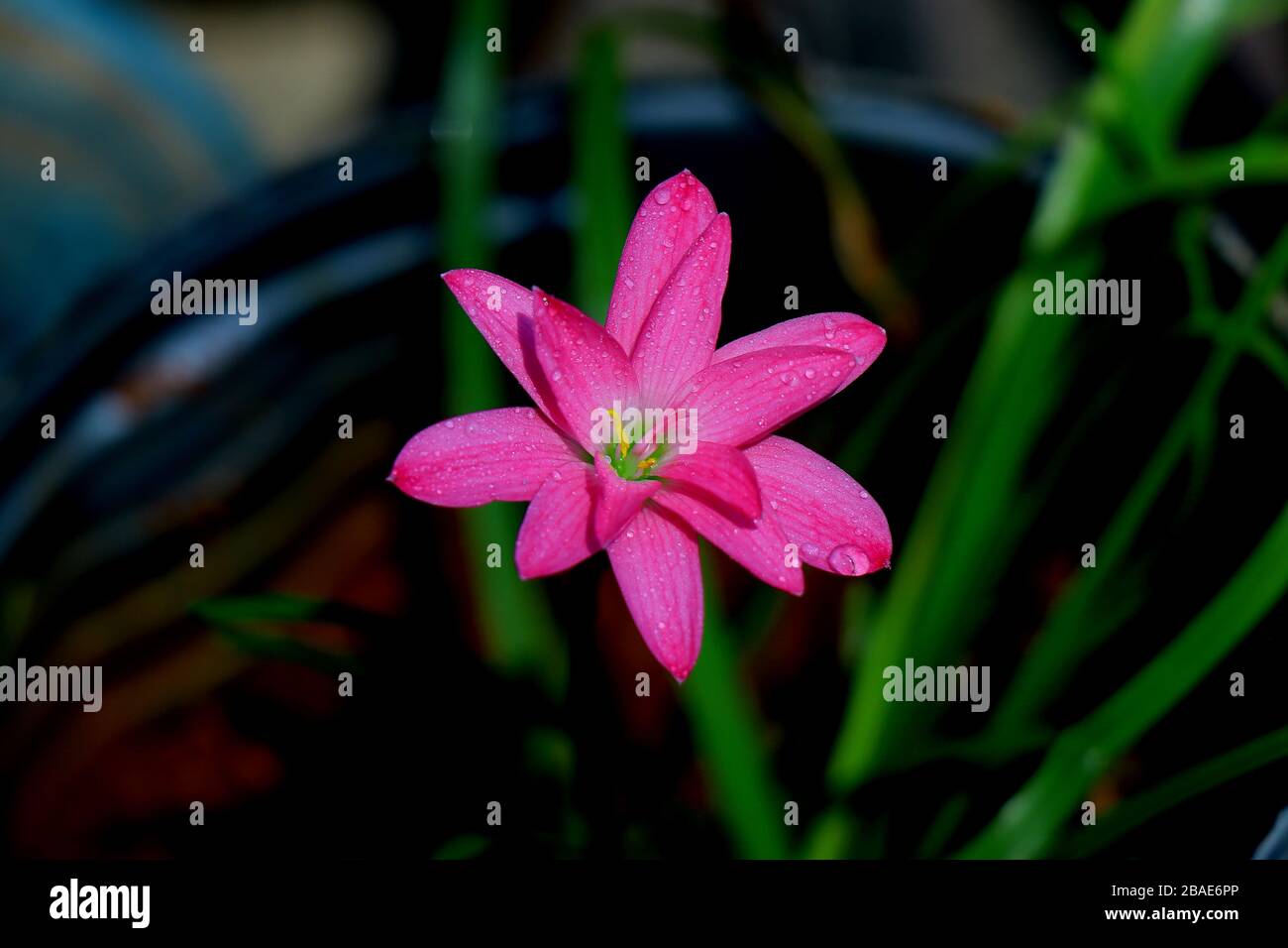 Eine schöne pinkfarbene indische Regenlilienblume mit Regentropfen und natürlichen und Hintergrundunschärfe. Botanischer Name Zephyranthes Familie, Regenlilie Stockfoto