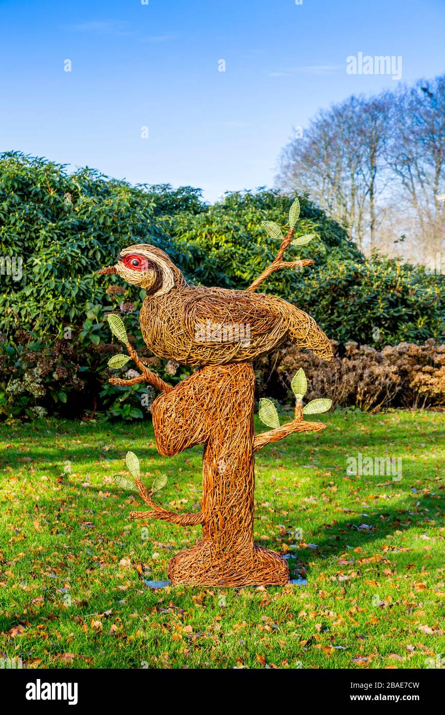 Eine "Partridge in a Pear Tree"-Winterweidenskulptur auf dem Gelände des Stourhead House als Teil ihrer Weihnachtsattraktionen, Wiltshire, England, Großbritannien Stockfoto