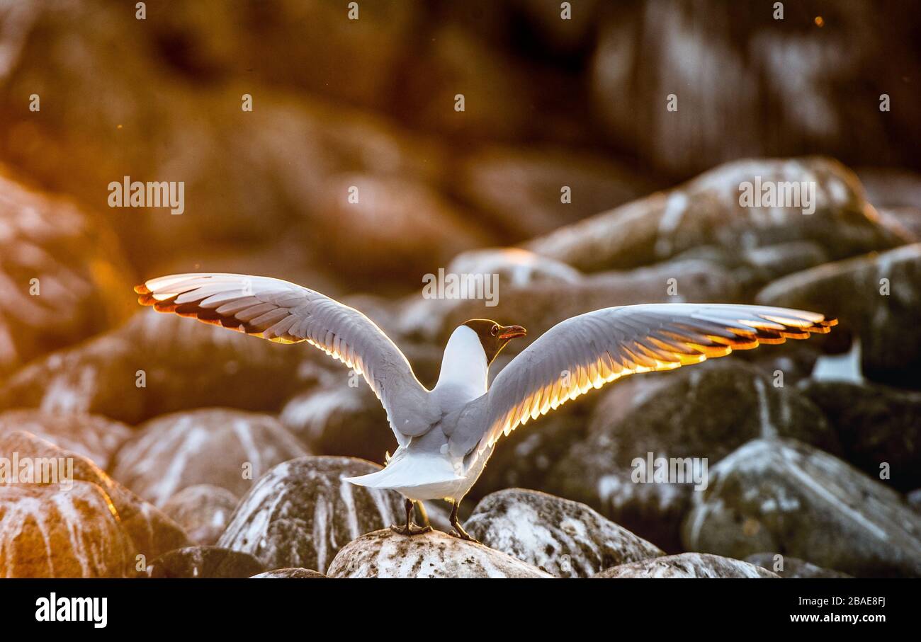 Die fliegende Möwe im Gegenlicht der untergehenden Sonne. Sonnenuntergang im Hintergrund. Lachmöwe Wissenschaftlicher Name: Larus ridibundus. Stockfoto