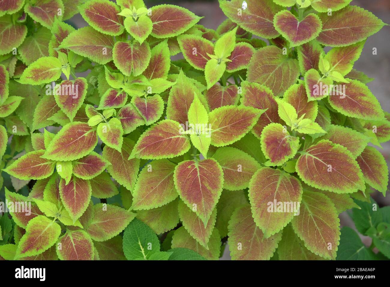 Nahaufnahme Der Coleus-Pflanze Stockfoto