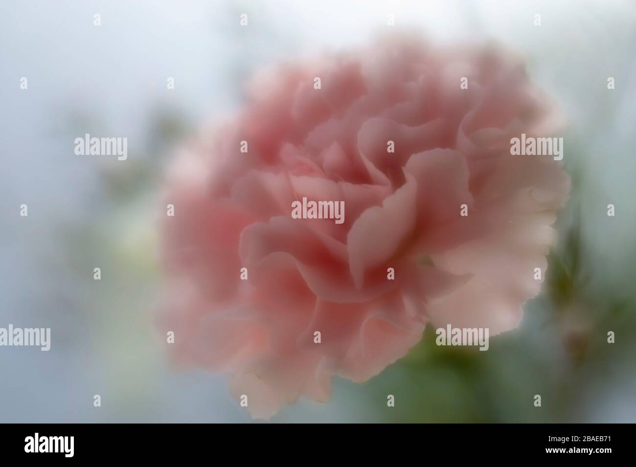 Eine einzige Karnation Blume in weichem Fokus, mit Laub im Hintergrund Stockfoto