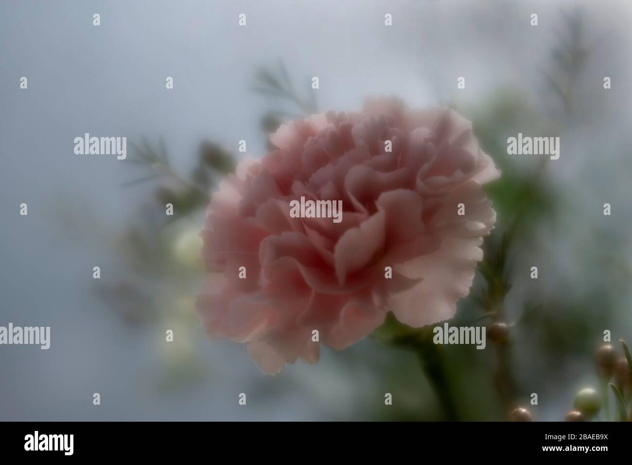 Eine einzige Karnation Blume in weichem Fokus, mit Laub im Hintergrund Stockfoto