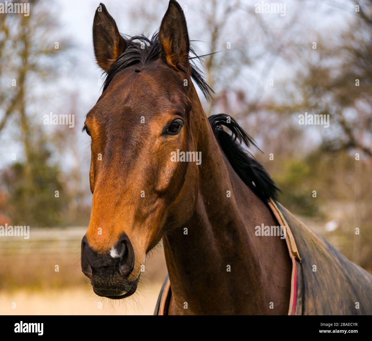 Wachsam, braunes Pferd im Feld mit Nahaufnahme des Kopfes, Schottland, Großbritannien Stockfoto