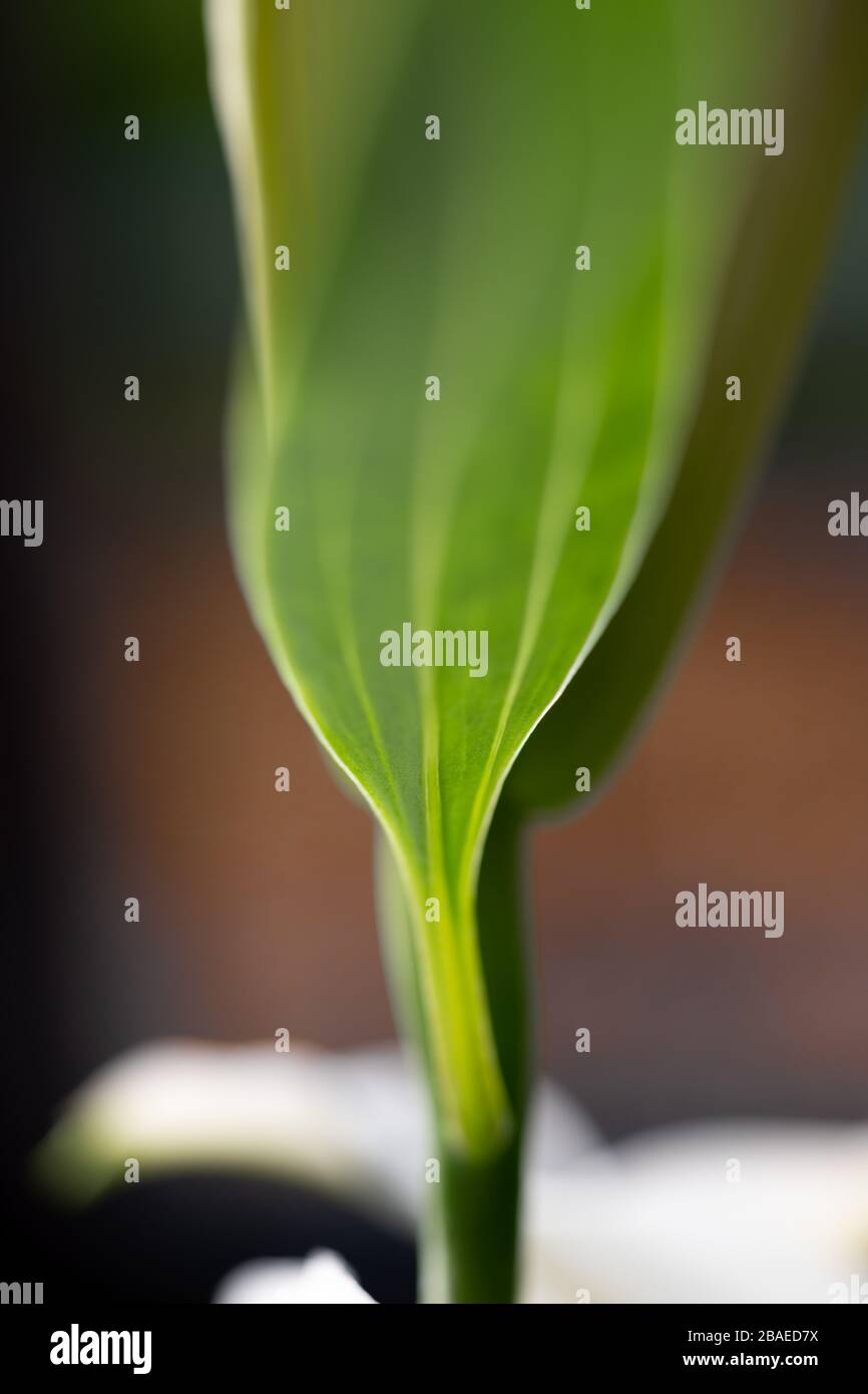 Abstrakte Nahaufnahme des Blatts einer weißen Lilienblüte mit sehr enger Schärfentiefe. Stockfoto