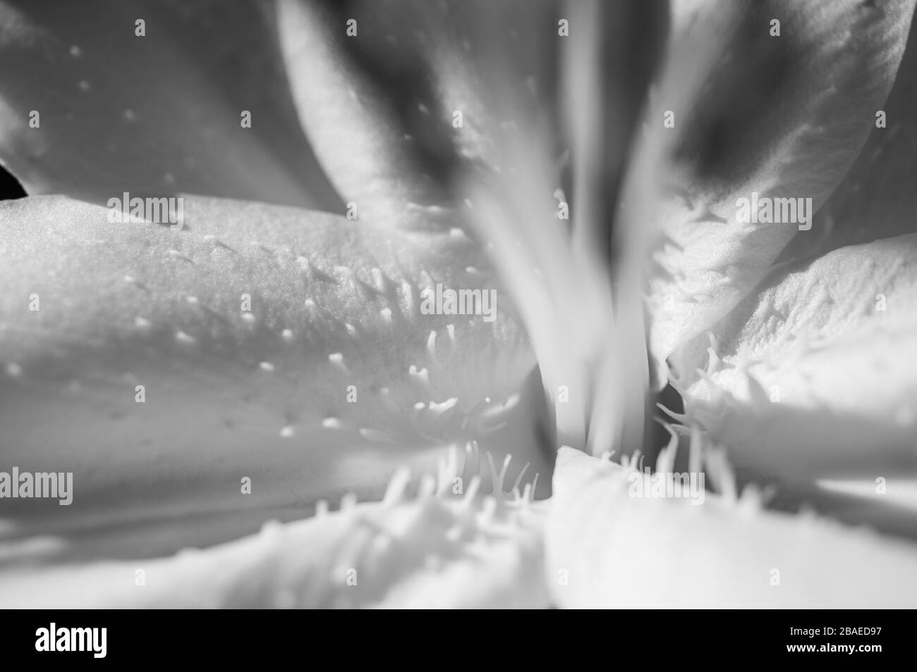 Schwarz-weiß abstrakte Nahaufnahme der Petalen und Filamente einer weißen Lilienblüte mit sehr enger Schärfentiefe. Stockfoto