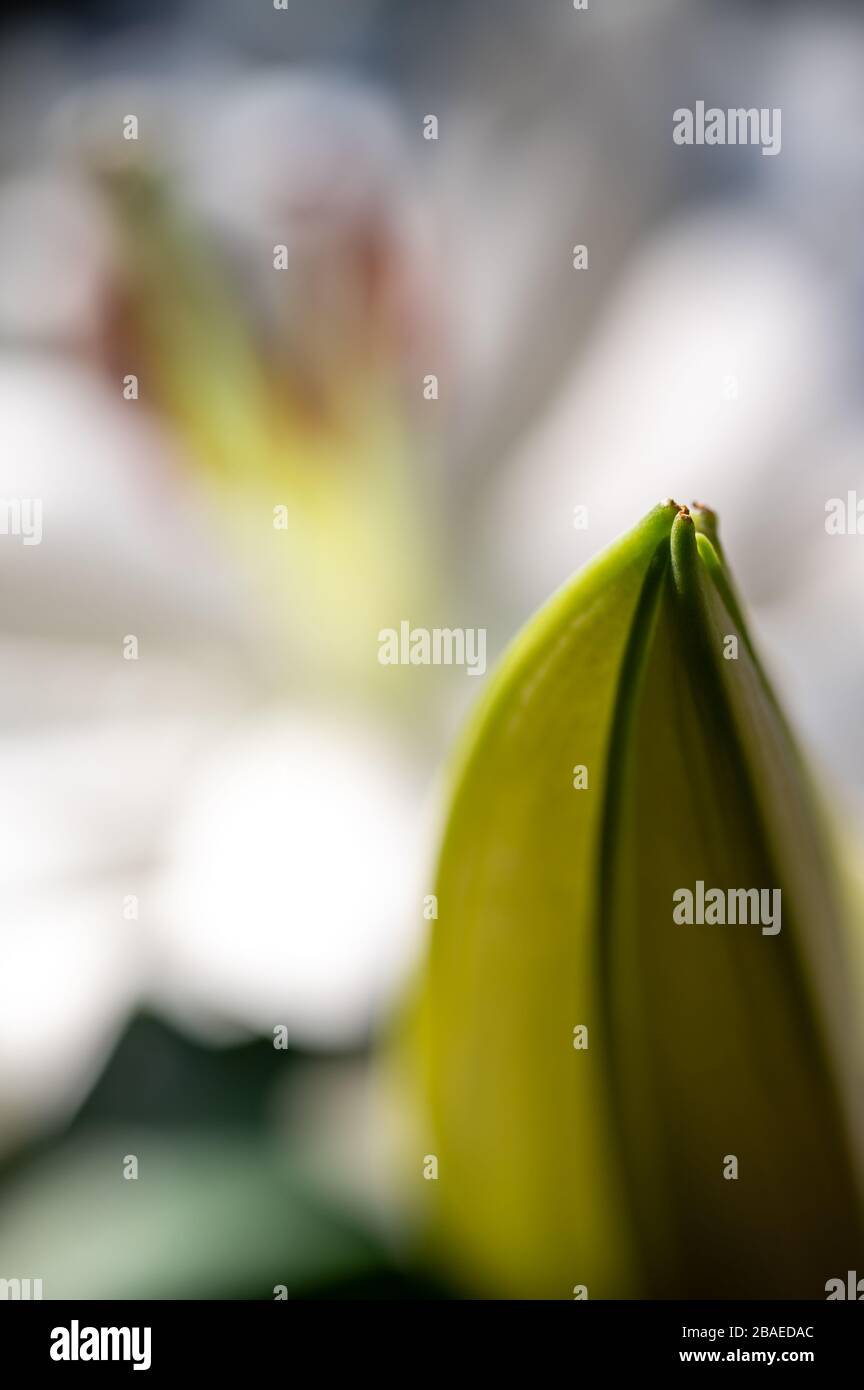 Nahaufnahme einer weißen Lilienknospe mit einer unscharf im Hintergrund aufgeregten Blume. Stockfoto