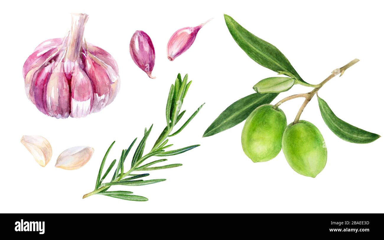 Oliven zweigen Knoblauch Rosmarin Aquarell isoliert auf weißem Hintergrund Stockfoto