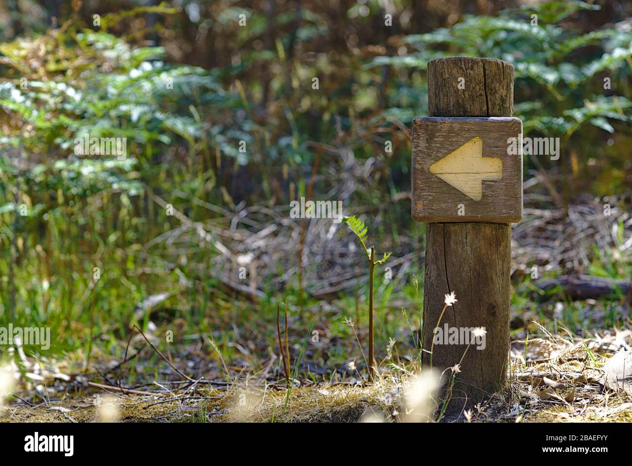 Pfeilschild auf Holzpfosten mit verwischten wilden Pflanzen im Hintergrund Stockfoto