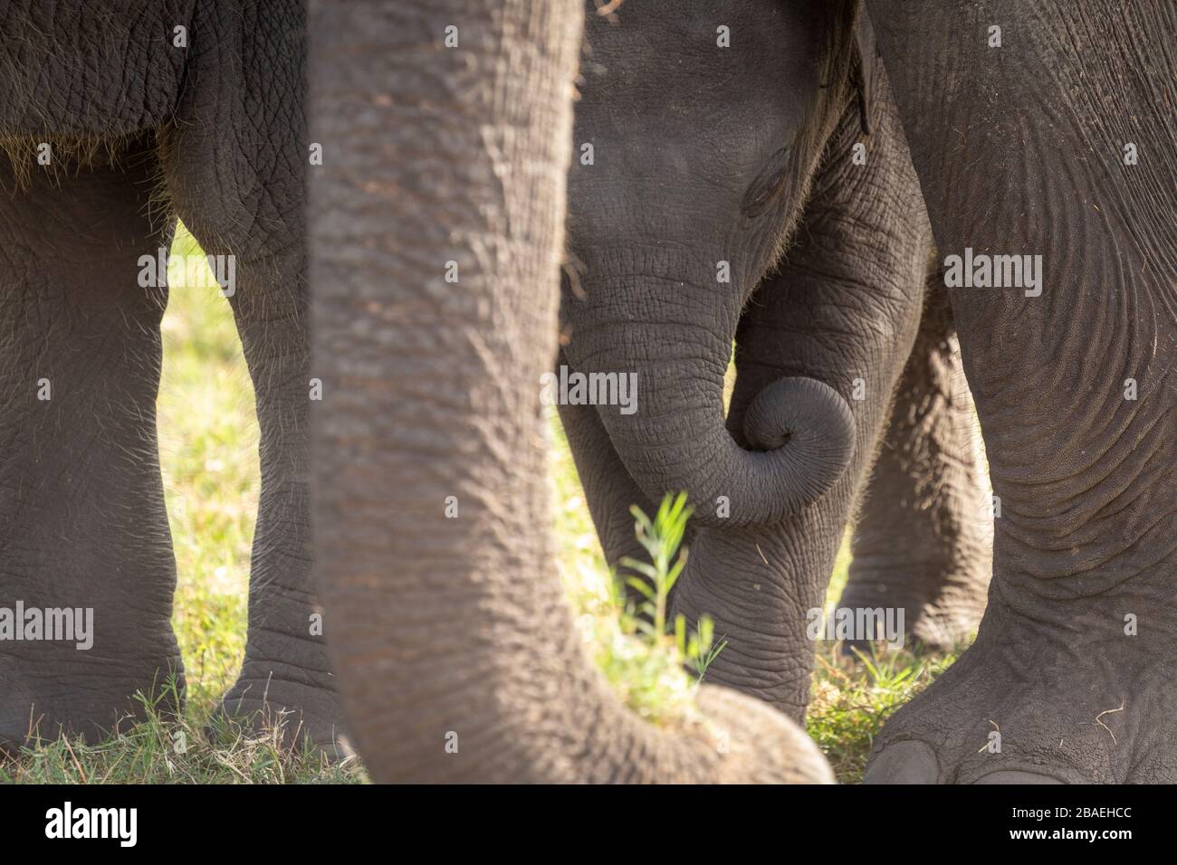 Elefantenkalb unter seiner Mutter im Minneriya National Park, Sri Lanka Stockfoto