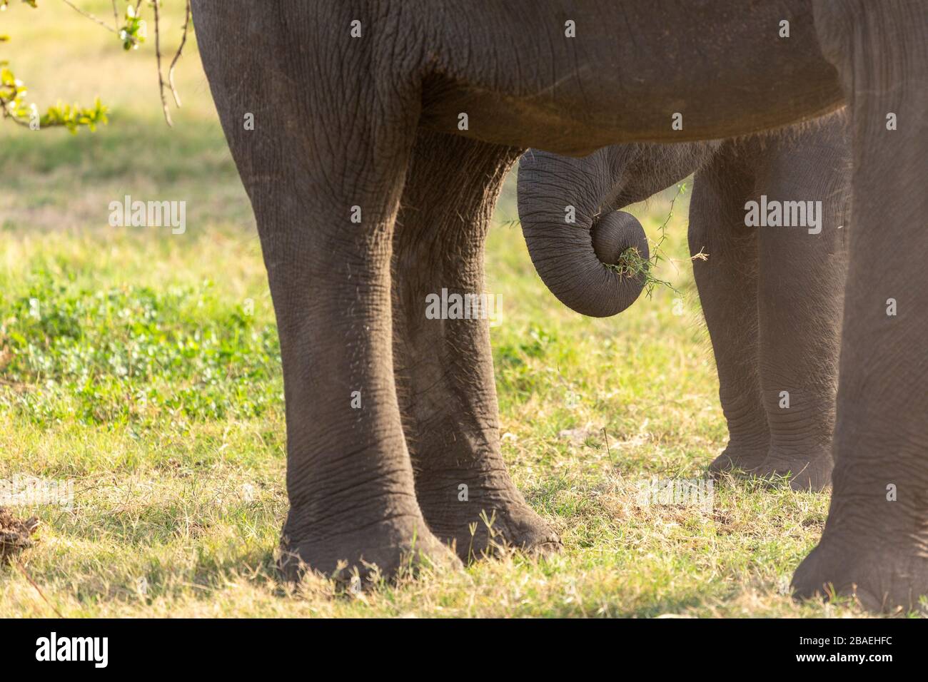 Der gewellte Stamm eines Elefantenkalbs unter den Beinen seiner Mutter im Minneriya National Park, Sri Lanka Stockfoto