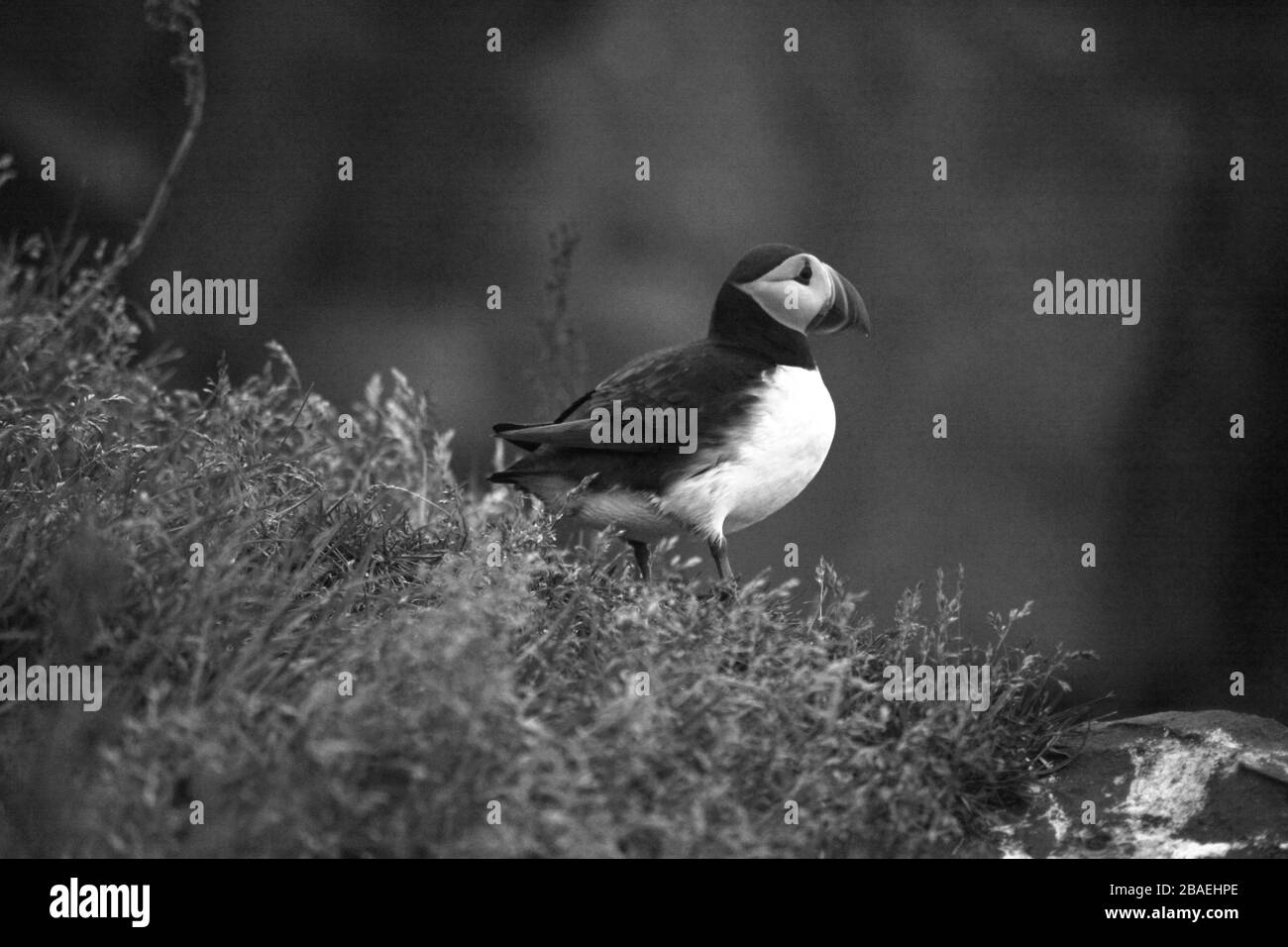 ISLAND SCHÖNHEIT Stockfoto