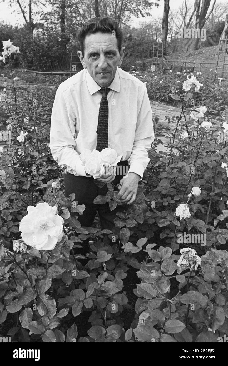 Notts County Manager Jimmy Sirrel mit seiner Rosensammlung in seinem Haus in Nottingham. Eine Gärtnerei im Dorf Widmerpool, Nottinghamshire, im Besitz von George de Ruiter hatte versprochen, eine Rose nach Notts County zu produzieren, wenn sie etwas in dieser Saison gewinnen würden. Das Unternehmen hatte bereits eine Rose für den Stadtrivalen Nottingham Forest produziert. Stockfoto