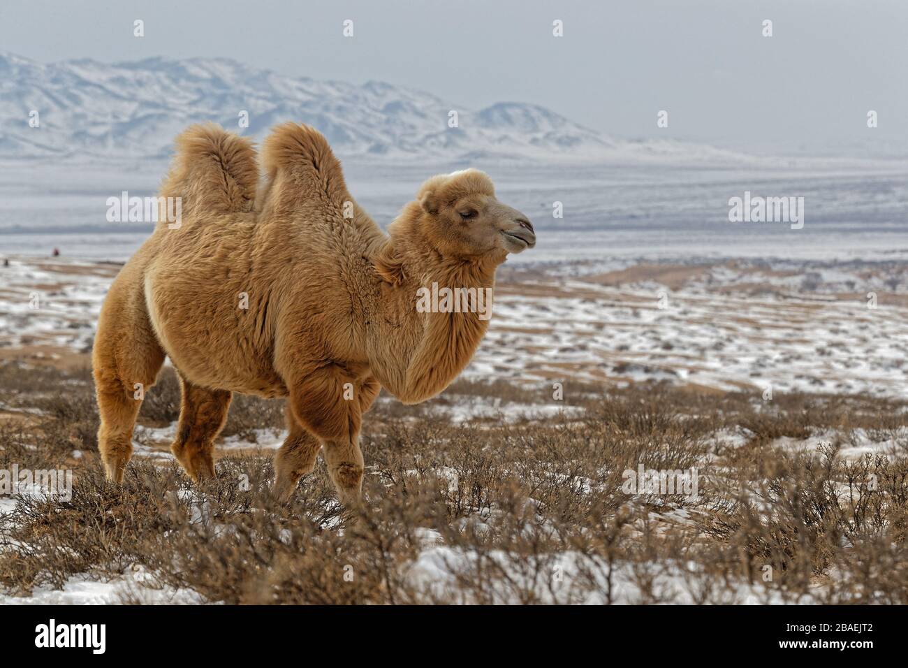 Bactrain Kamele im Schnee der Wüste, der Mongolei Stockfoto