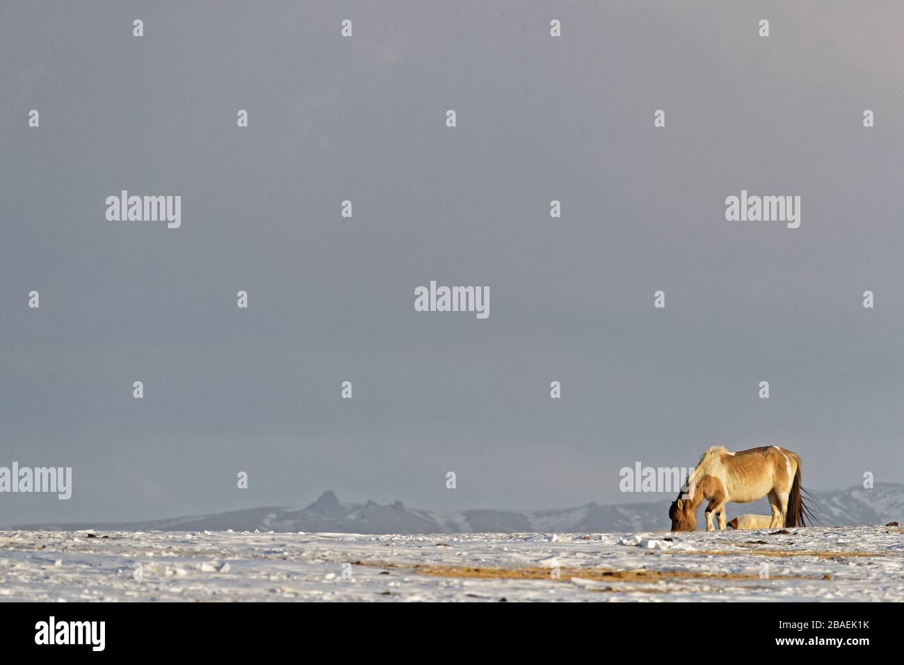 Wildes Pferd in der Wüste während des mongolischen Winters Stockfoto