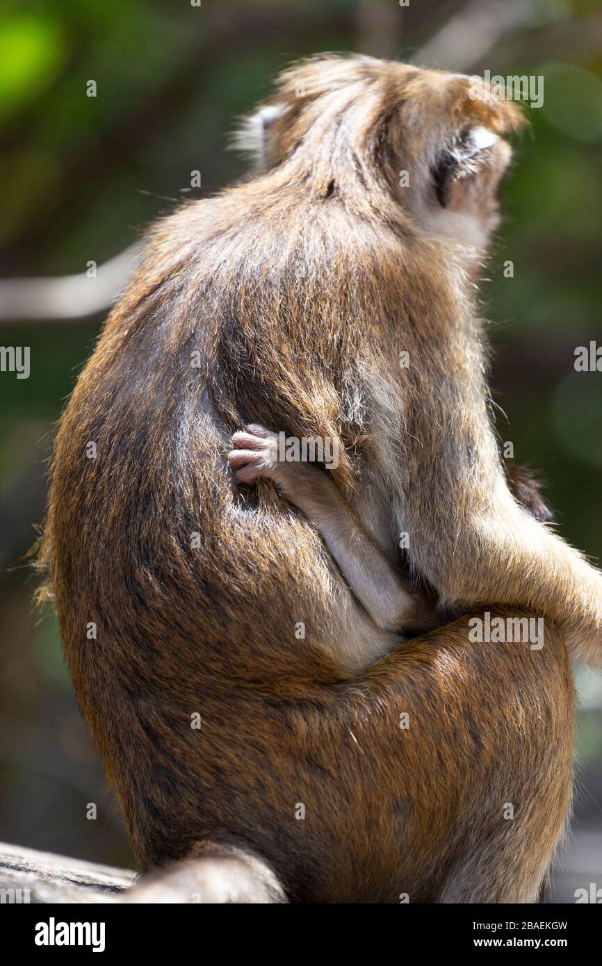 Der Affe des Säuglings klammert sich auf seine Mutter vor dem Dambulla Royal Cave Temple, Sri Lanka Stockfoto