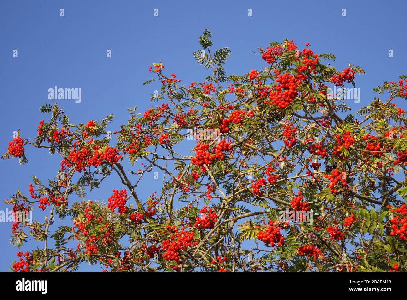 Roter berriehrter Rowan, Bergasche, in einem Garten, Cardiff, Wales, Großbritannien Stockfoto