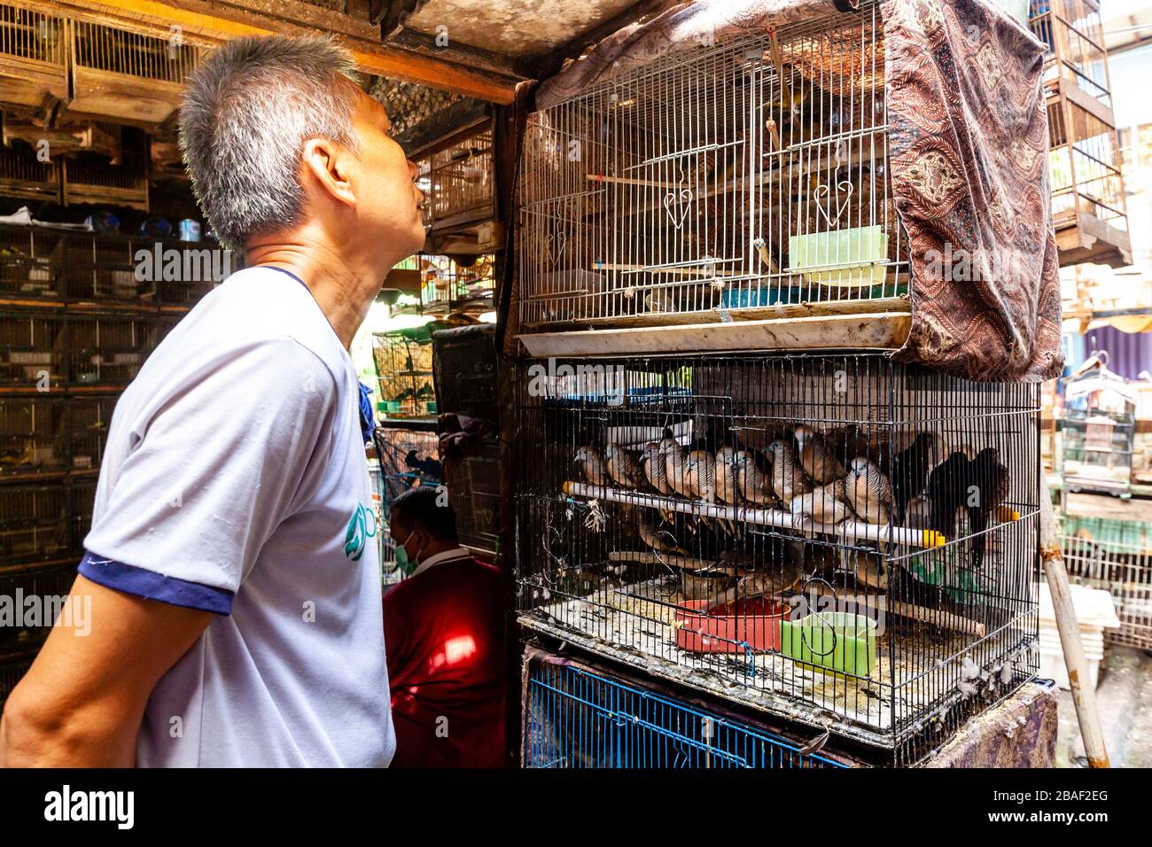 Indonesische Leute, die Vögel auf dem Pramuka Bird Market, Jakarta, Indonesien, betrachten und kaufen. Stockfoto