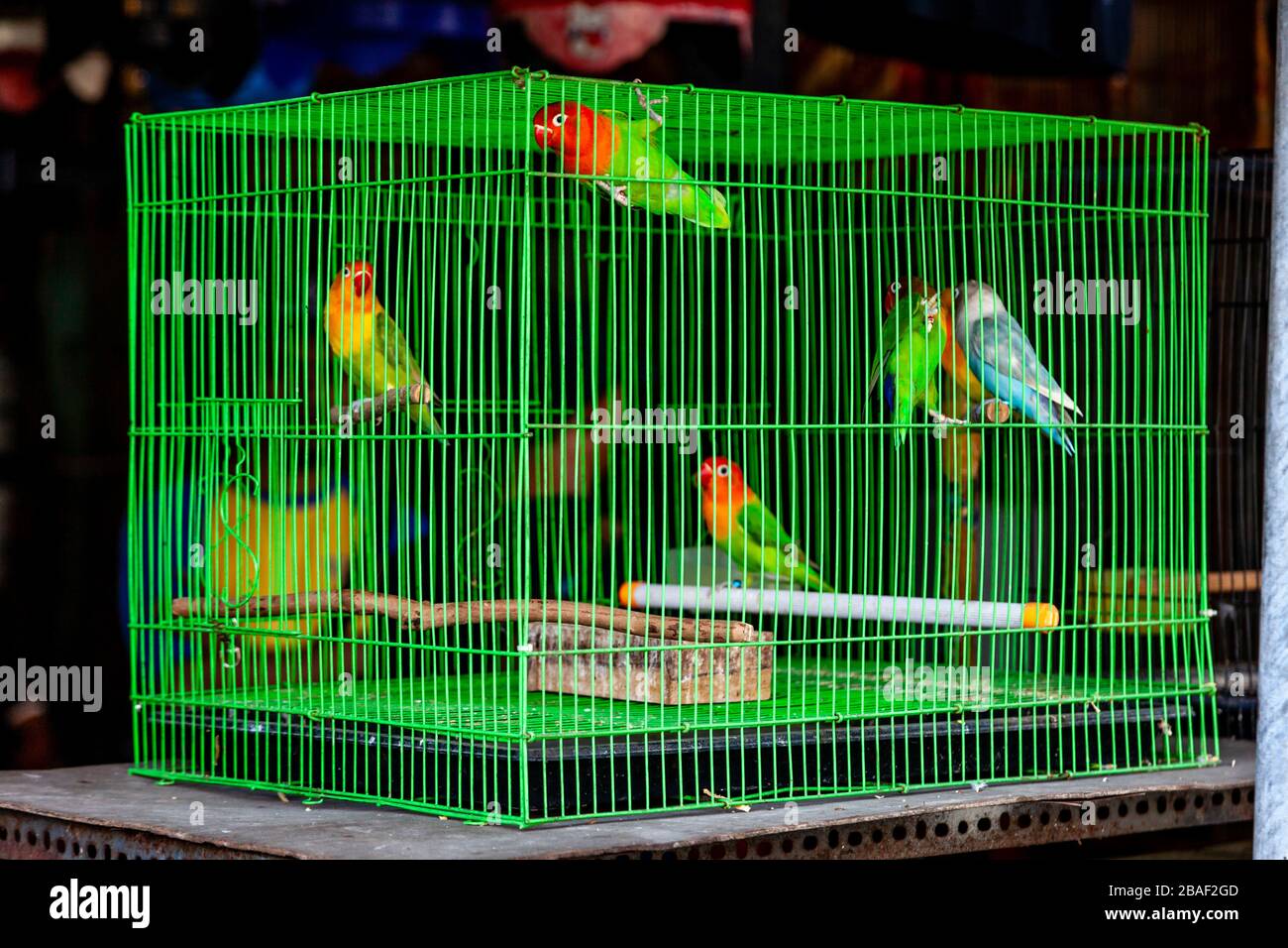 Bunte Vögel In Käfigen Zum Verkauf Auf Dem Pramuka Bird Market, Jakarta, Indonesien. Stockfoto