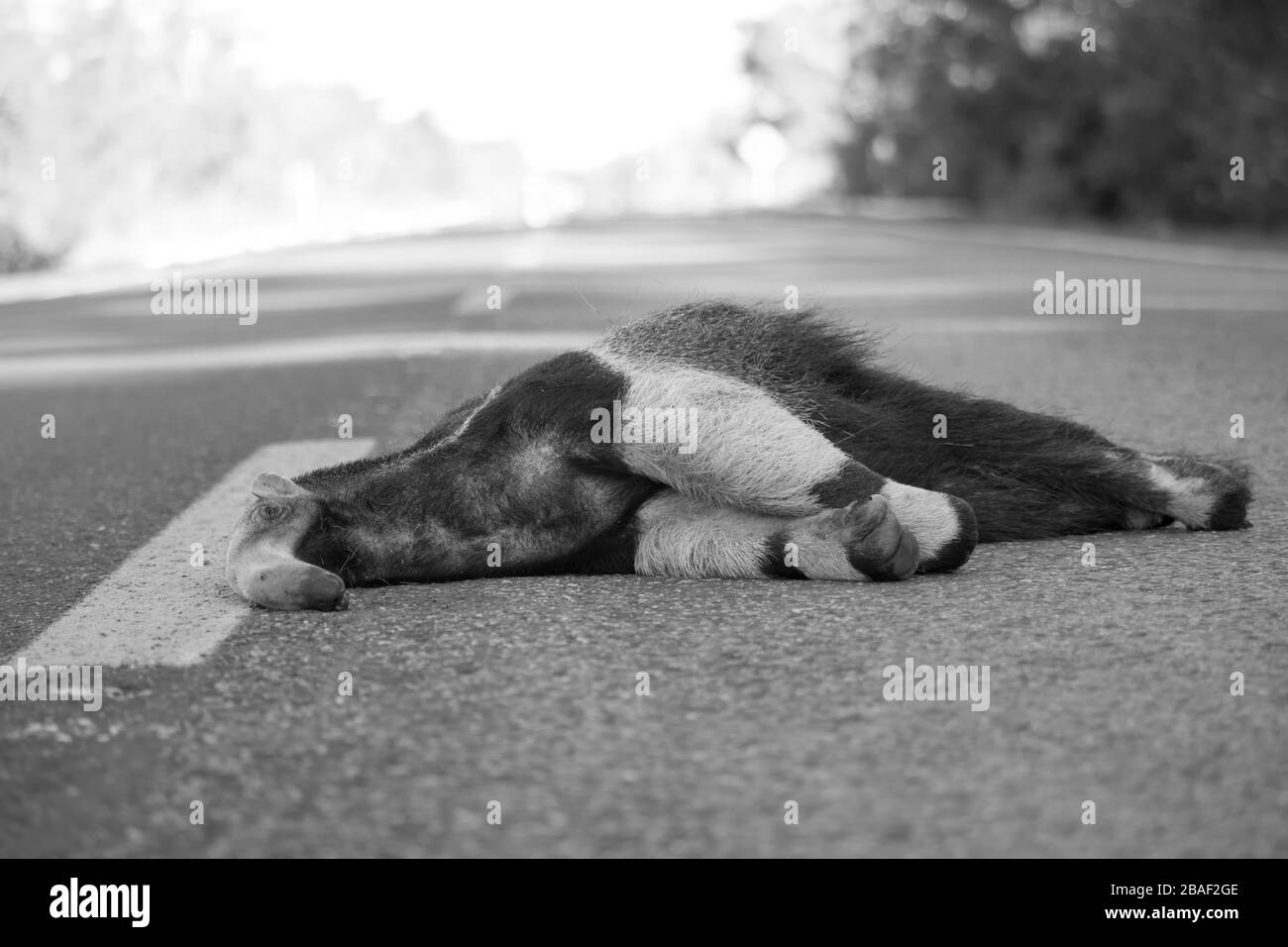 Tamanduá Bandeira Morto Stockfoto