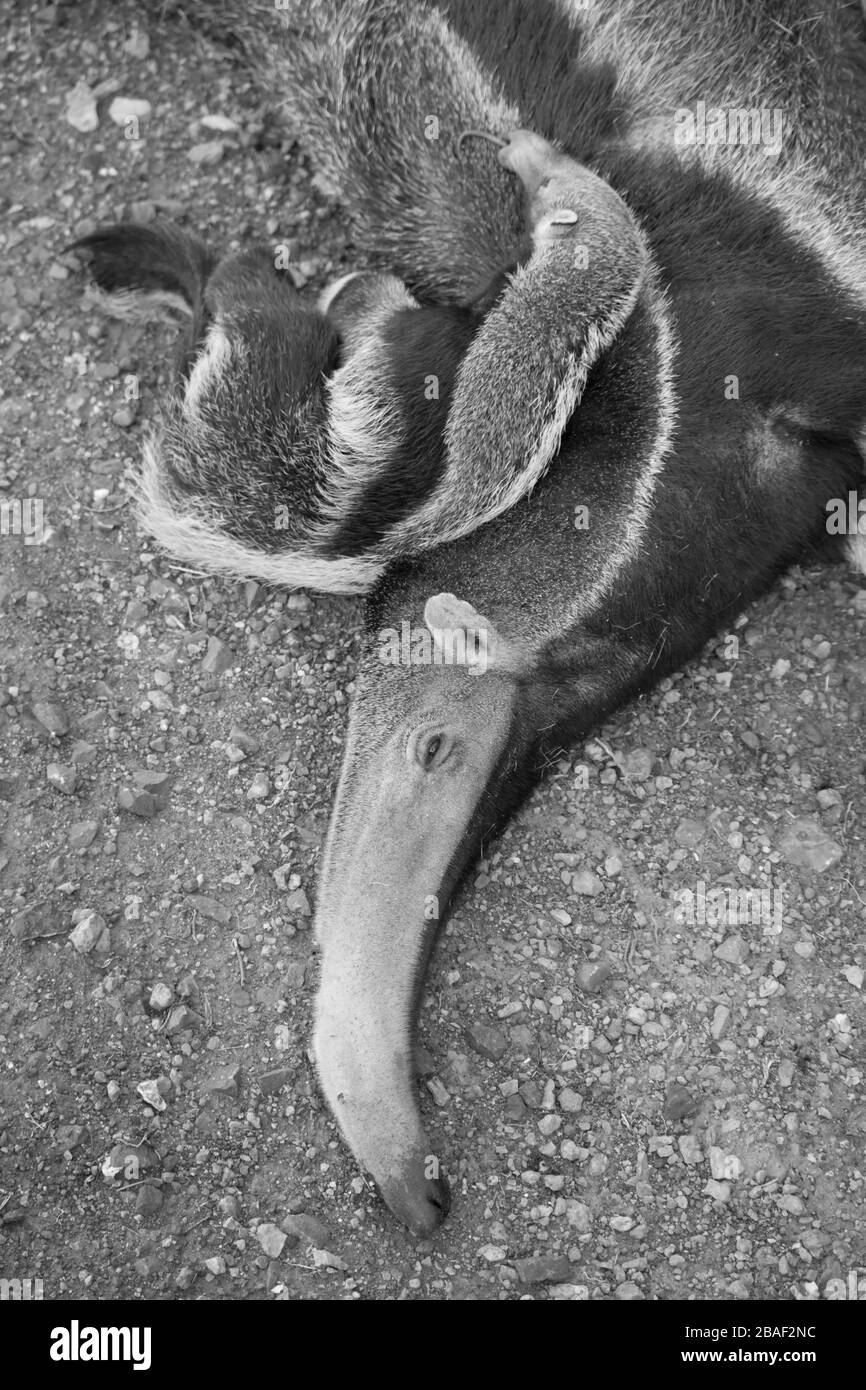 Tamanduá Bandeira Morto Stockfoto