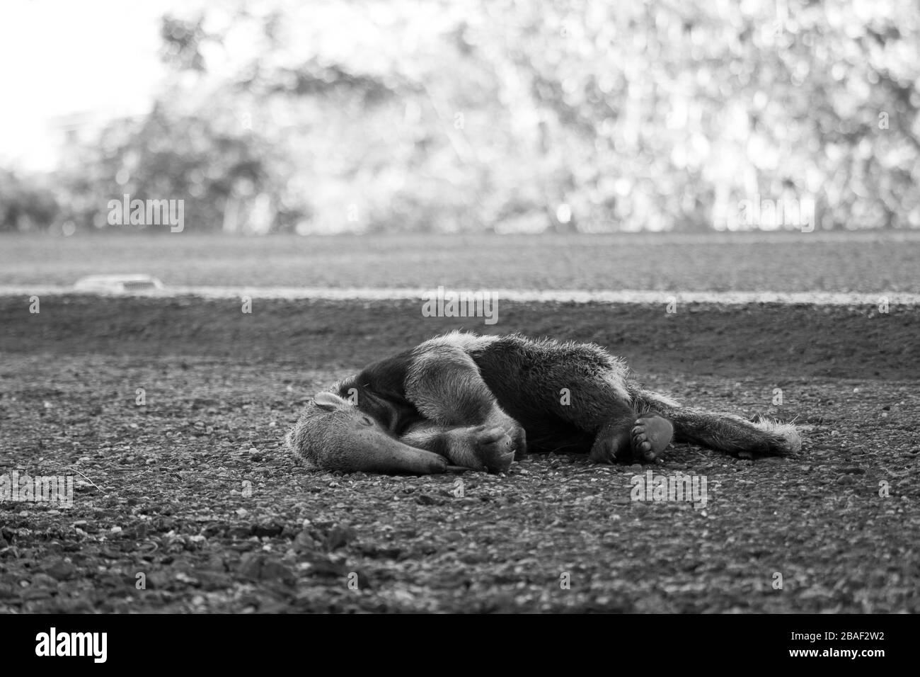Tamanduá Bandeira Morto Stockfoto