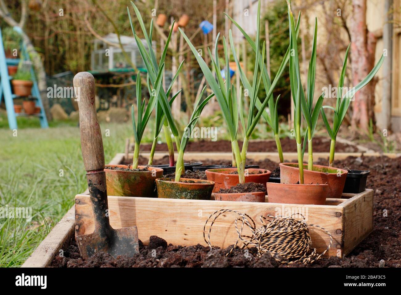 Allium sativum 'Lautrec Wight'. Knoblauchpflanzen werden im Frühjahr in ein erhöhtes Bett gepflanzt. GROSSBRITANNIEN Stockfoto
