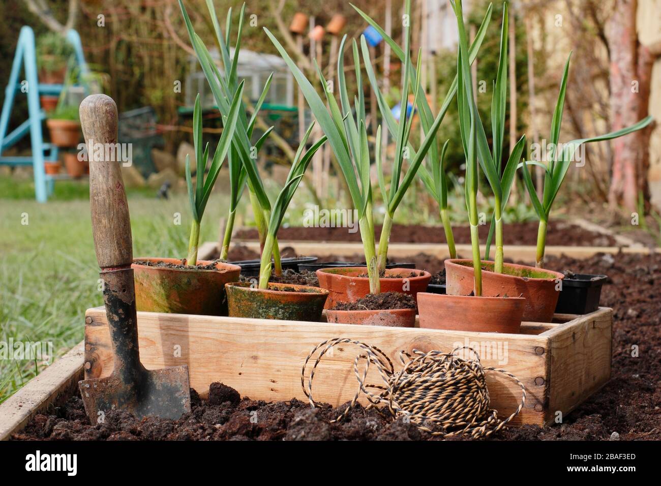 Allium sativum 'Lautrec Wight'. Knoblauchpflanzen werden im Frühjahr in ein erhöhtes Bett gepflanzt. GROSSBRITANNIEN Stockfoto