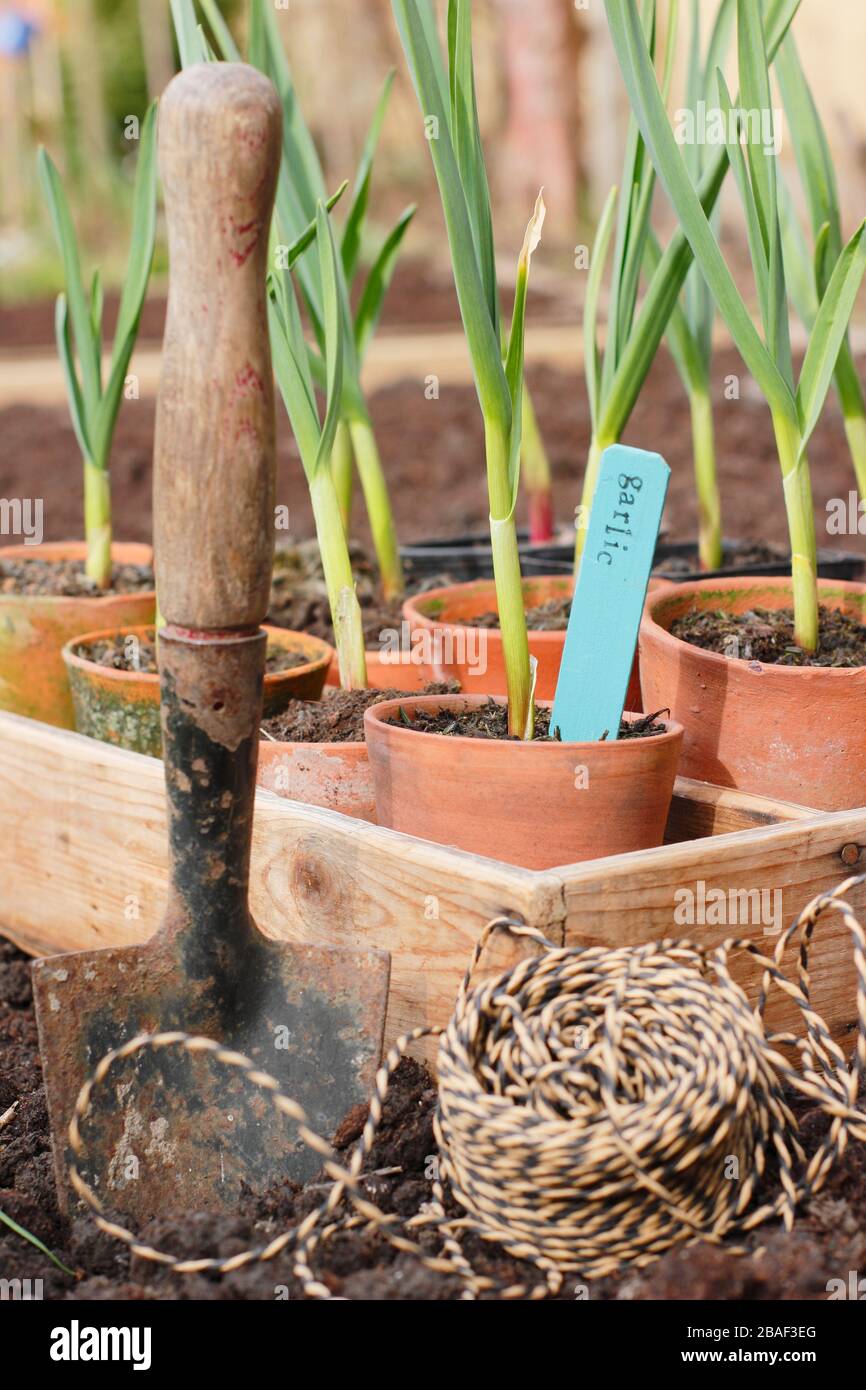 Allium sativum 'Lautrec Wight'. Jung auspflanzen, begann der Topf im Frühjahr mit Knoblauchpflanzen in ein erhabene Bett. GROSSBRITANNIEN Stockfoto