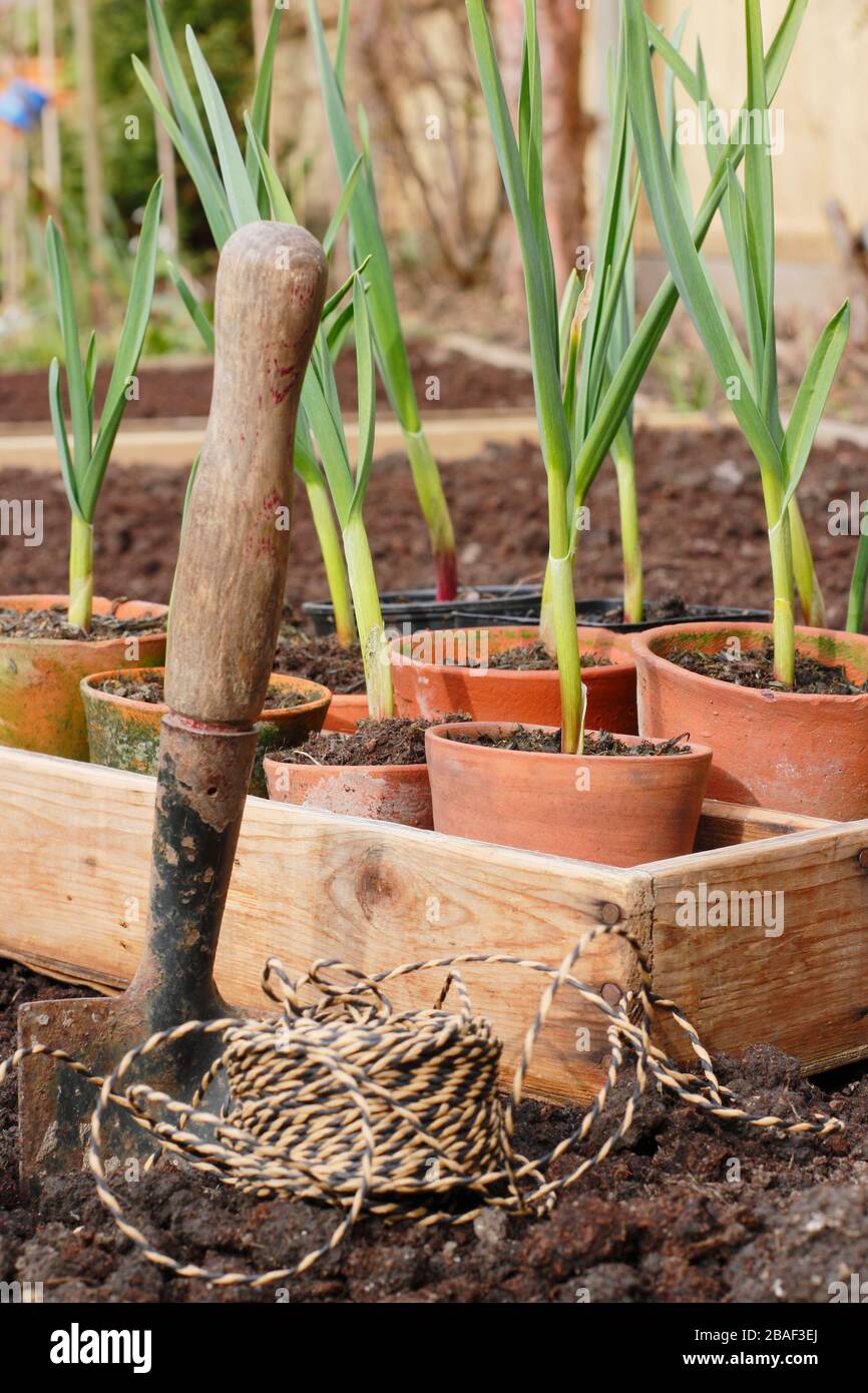 Allium sativum 'Lautrec Wight'. Knoblauchpflanzen werden im Frühjahr in ein erhöhtes Bett gepflanzt. GROSSBRITANNIEN Stockfoto