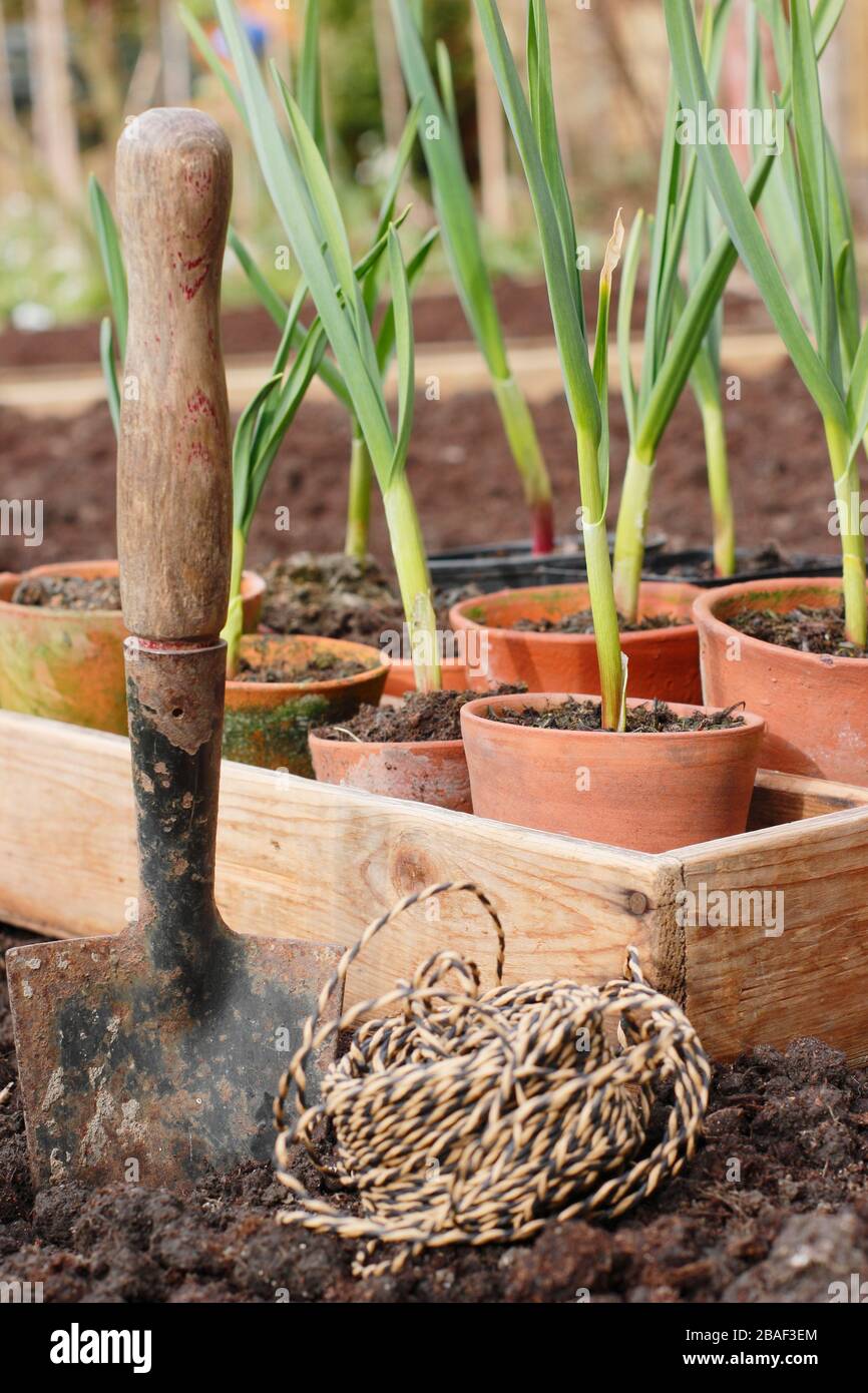 Allium sativum 'Lautrec Wight'. Knoblauchpflanzen werden im Frühjahr in ein erhöhtes Bett gepflanzt. GROSSBRITANNIEN Stockfoto