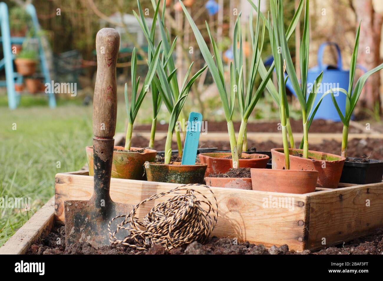 Allium sativum 'Lautrec Wight'. Jung auspflanzen, begann der Topf im Frühjahr mit Knoblauchpflanzen in ein erhabene Bett. GROSSBRITANNIEN Stockfoto