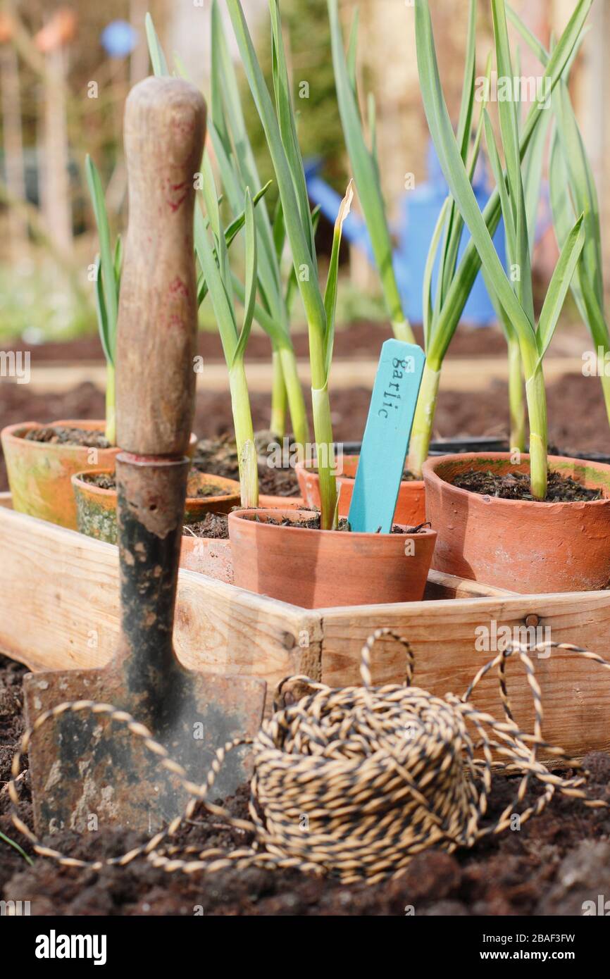Allium sativum 'Lautrec Wight'. Jung auspflanzen, begann der Topf im Frühjahr mit Knoblauchpflanzen in ein erhabene Bett. GROSSBRITANNIEN Stockfoto