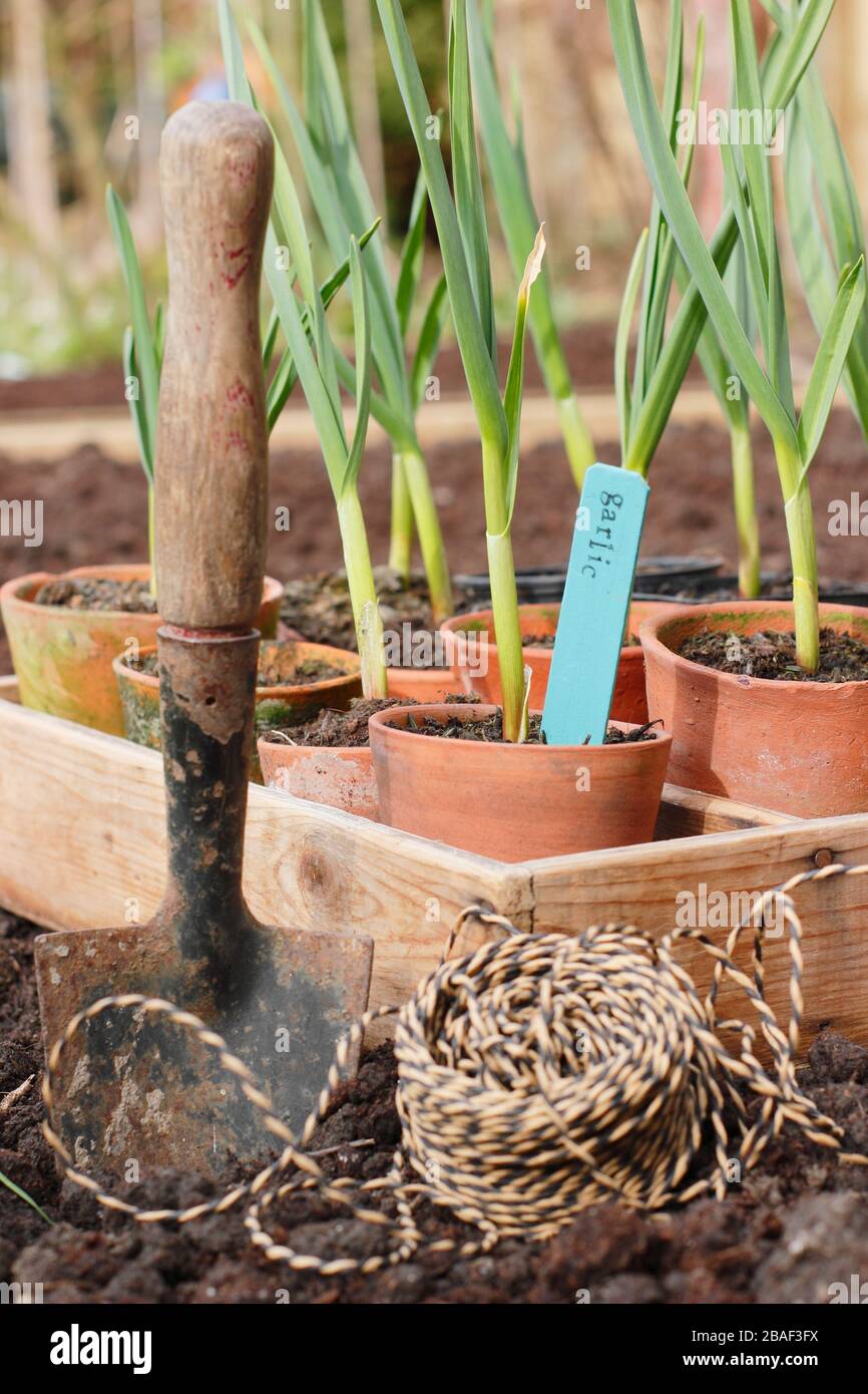 Allium sativum 'Lautrec Wight'. Knoblauchpflanzen werden im Frühjahr in ein erhöhtes Bett gepflanzt. GROSSBRITANNIEN Stockfoto