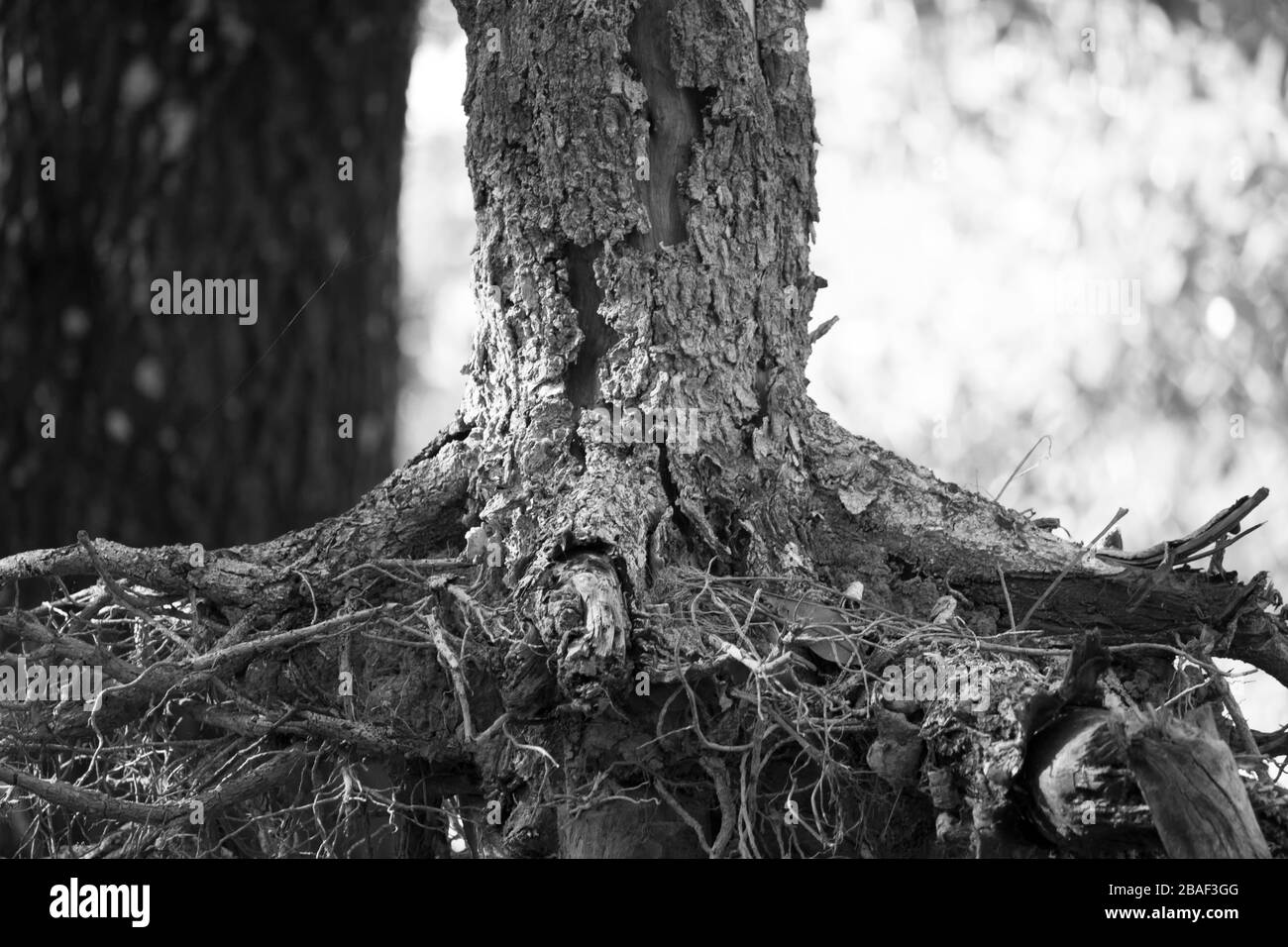 Tronco seco de árvore Stockfoto