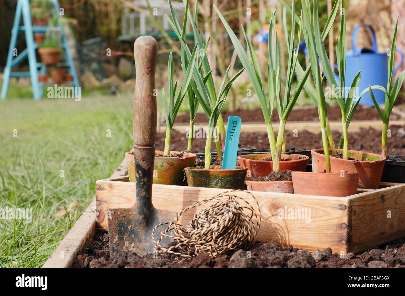 Allium sativum 'Lautrec Wight'. Knoblauchpflanzen werden im Frühjahr in ein erhöhtes Bett gepflanzt. GROSSBRITANNIEN Stockfoto