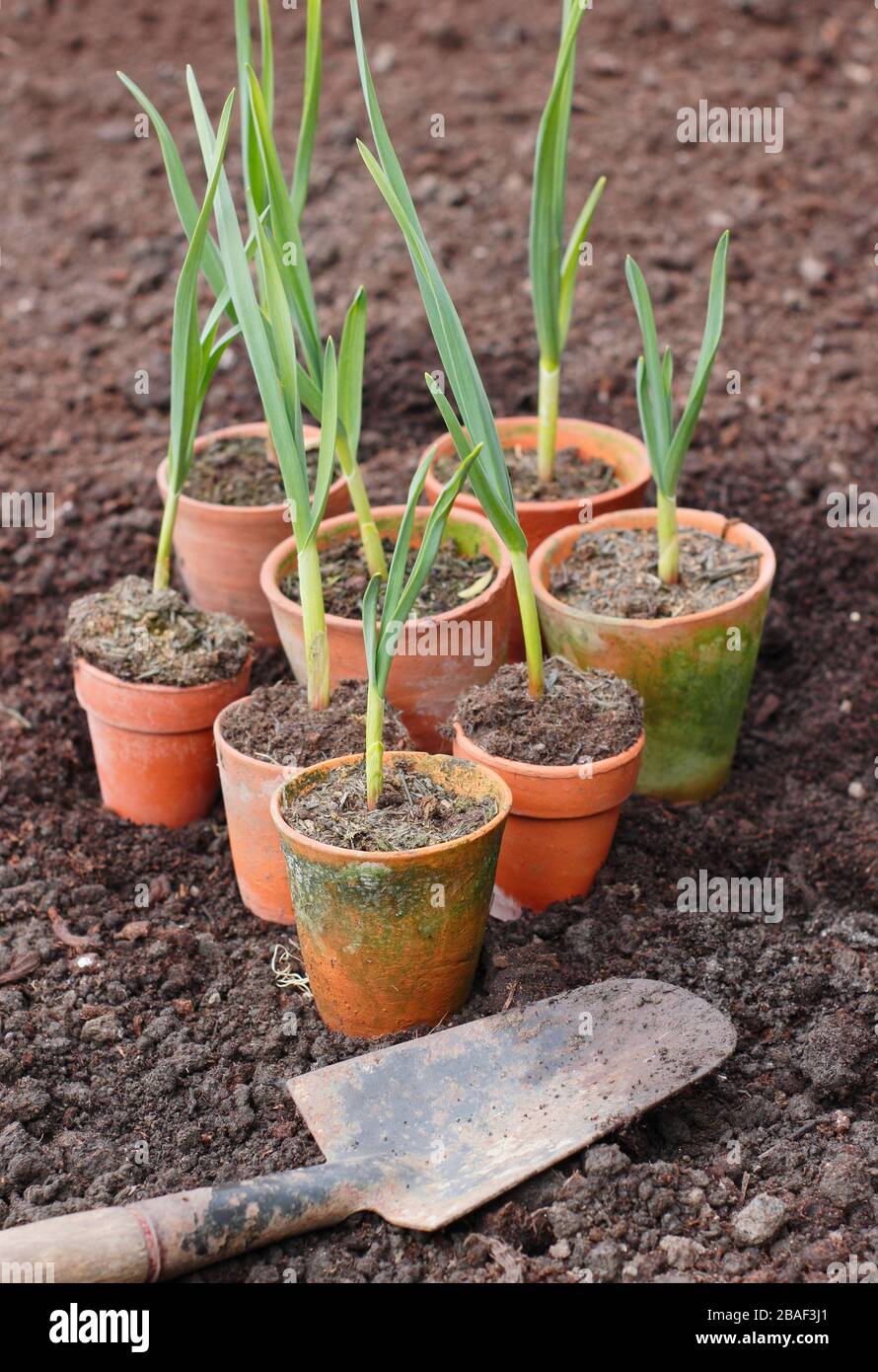 Allium sativum 'Lautrec Wight'. Jung auspflanzen, begann der Topf im Frühjahr mit Knoblauchpflanzen in ein erhabene Bett. GROSSBRITANNIEN Stockfoto