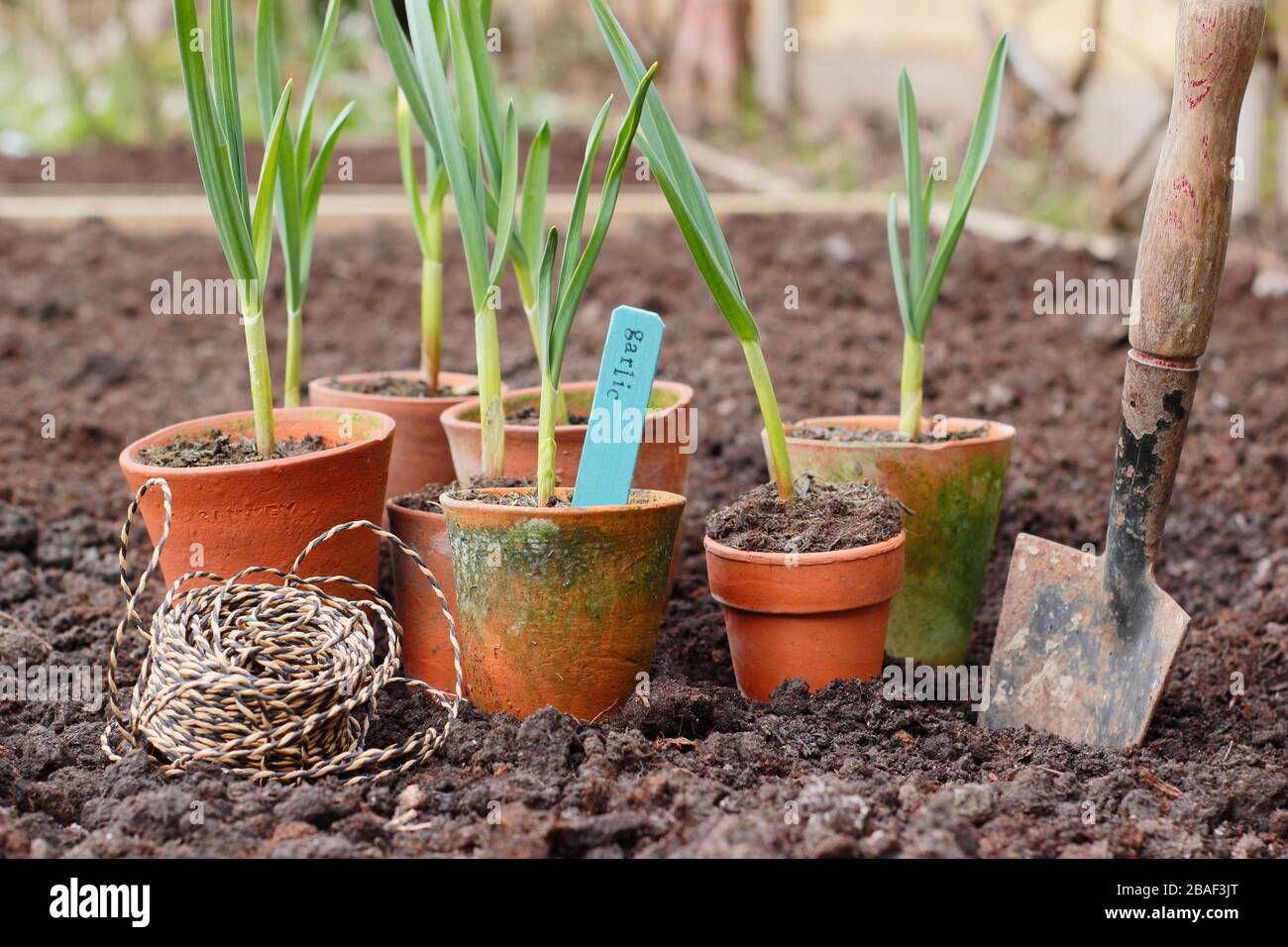 Allium sativum "Lautrec Wight"-Knoblauch mit Harthalsausschnitt. Im Frühjahr werden junge Knoblauchpflanzen in ein erhabene Bett gepflanzt. GROSSBRITANNIEN Stockfoto