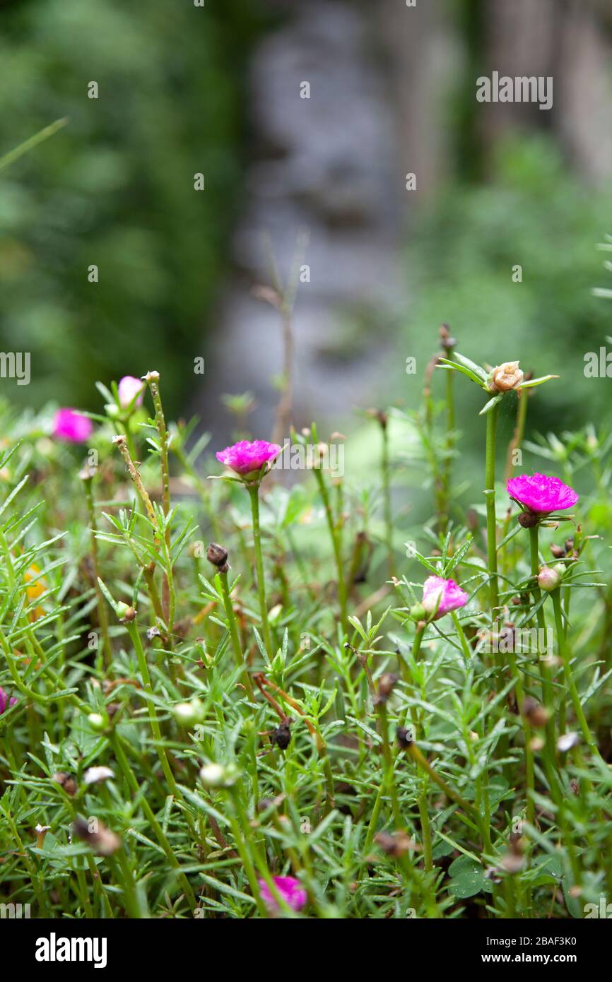 Rosa Wildblumen auf feuchtem Embankment Stockfoto