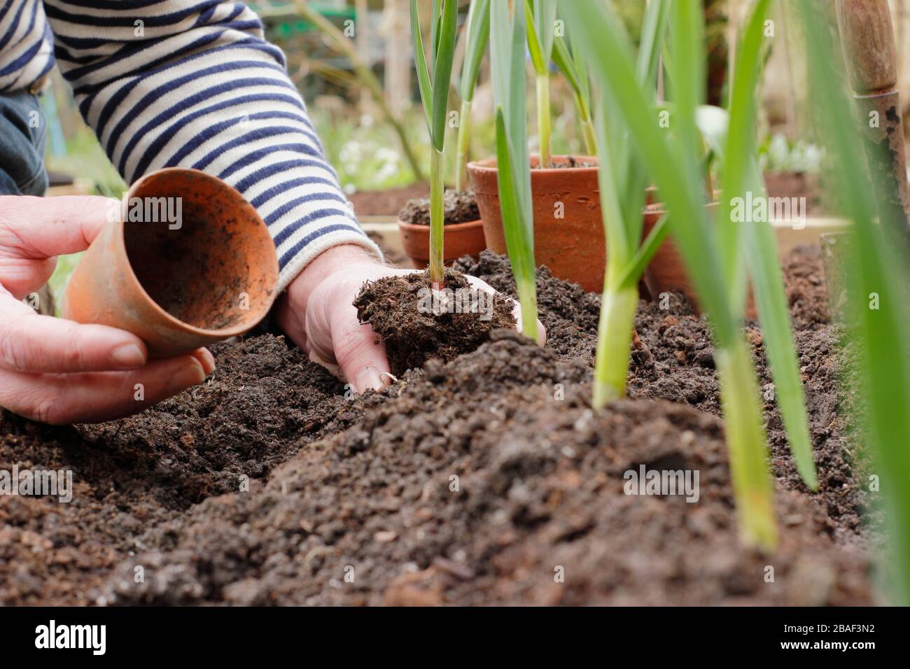 Allium sativum 'Lautrec Wight'. Pflanzen junger Knoblauchpflanzen auf einem Grat Erde, um die Entwässerung zu fördern.UK Stockfoto